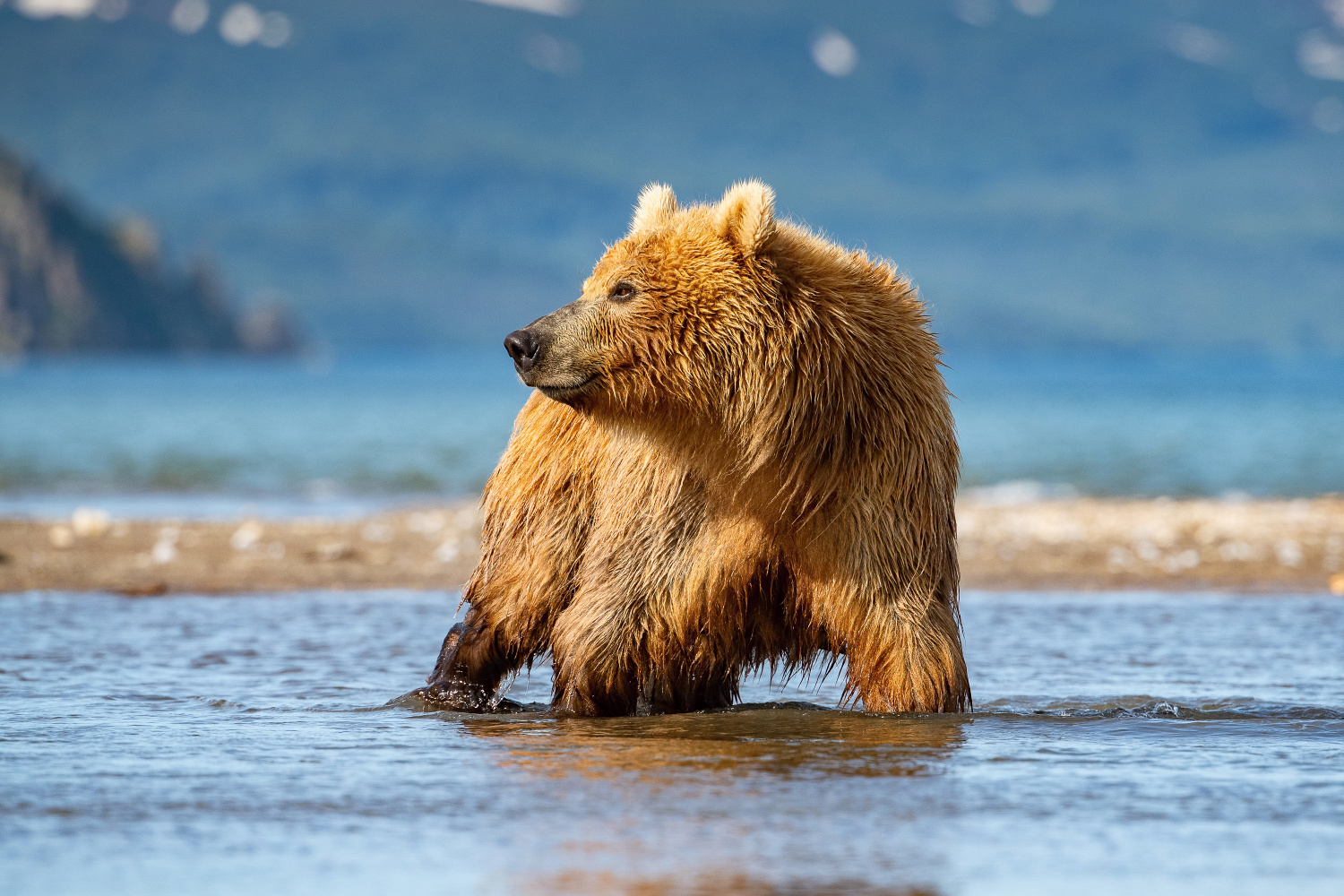 medvěd hnědý kamčatský (Ursus arctos beringianus) Kamchatka brown bear