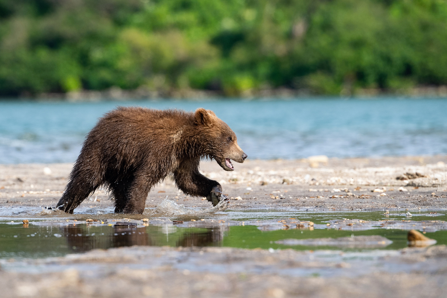 medvěd hnědý kamčatský (Ursus arctos beringianus) Kamchatka brown bear