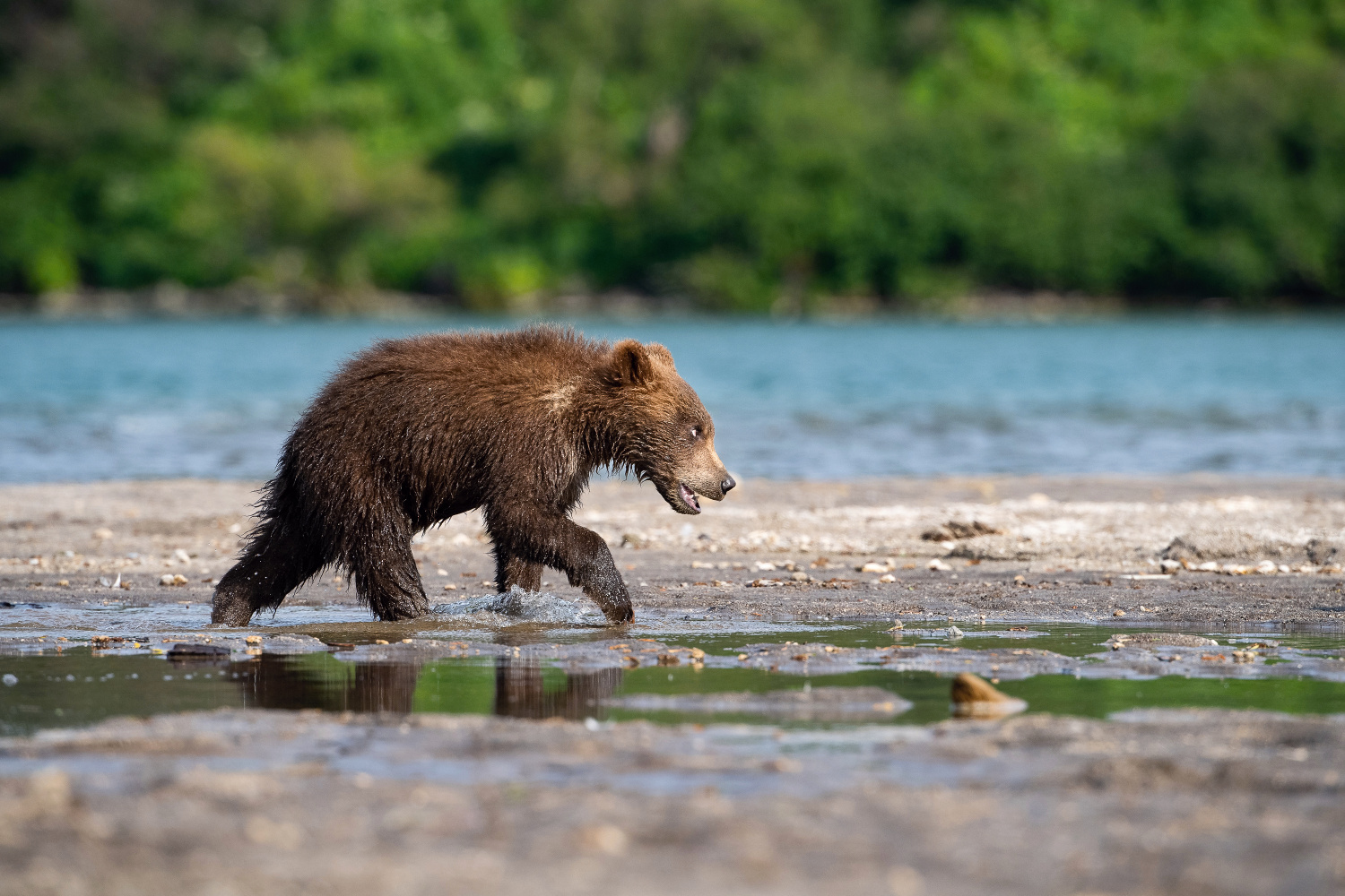 medvěd hnědý kamčatský (Ursus arctos beringianus) Kamchatka brown bear