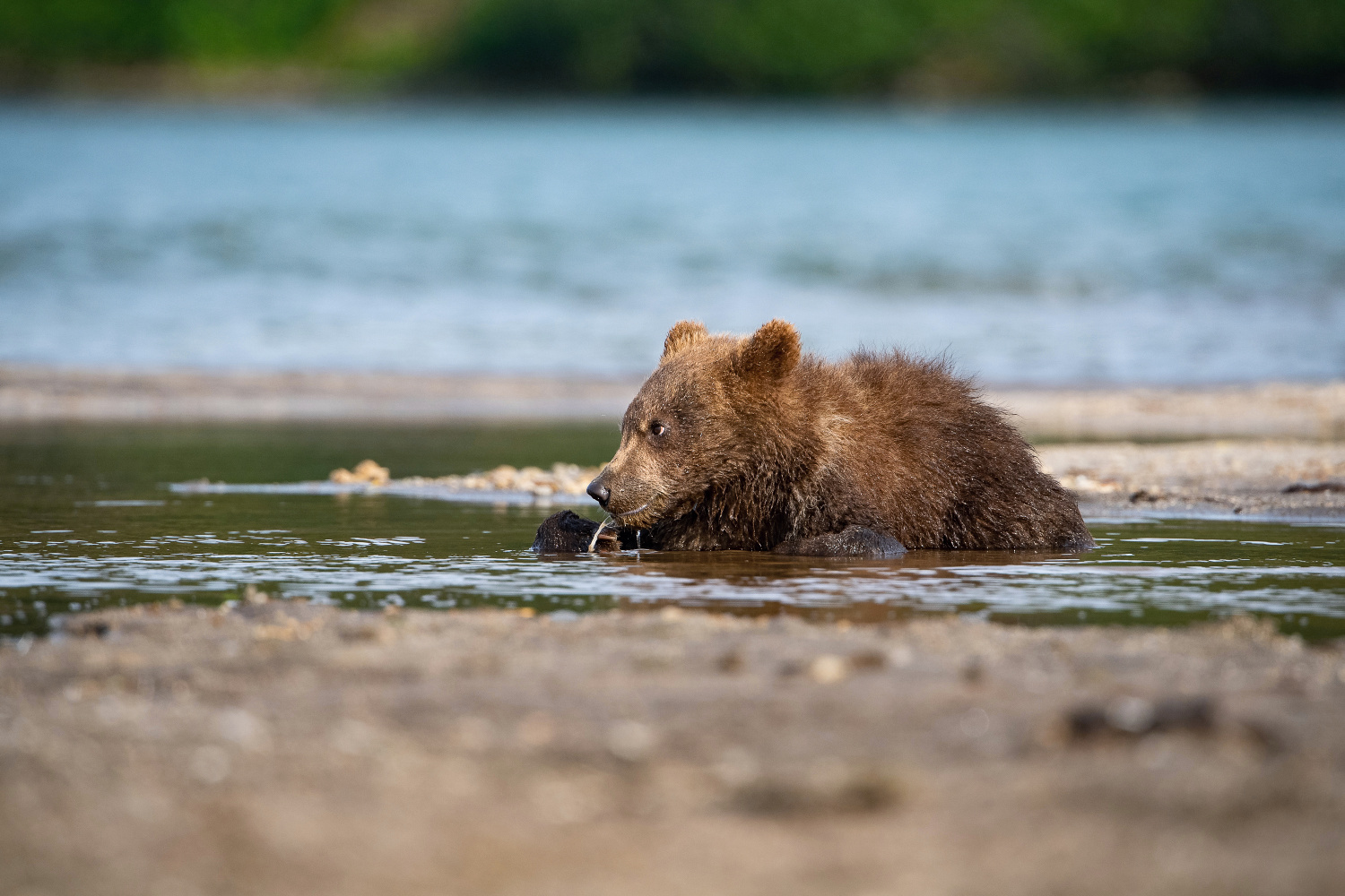 medvěd hnědý kamčatský (Ursus arctos beringianus) Kamchatka brown bear