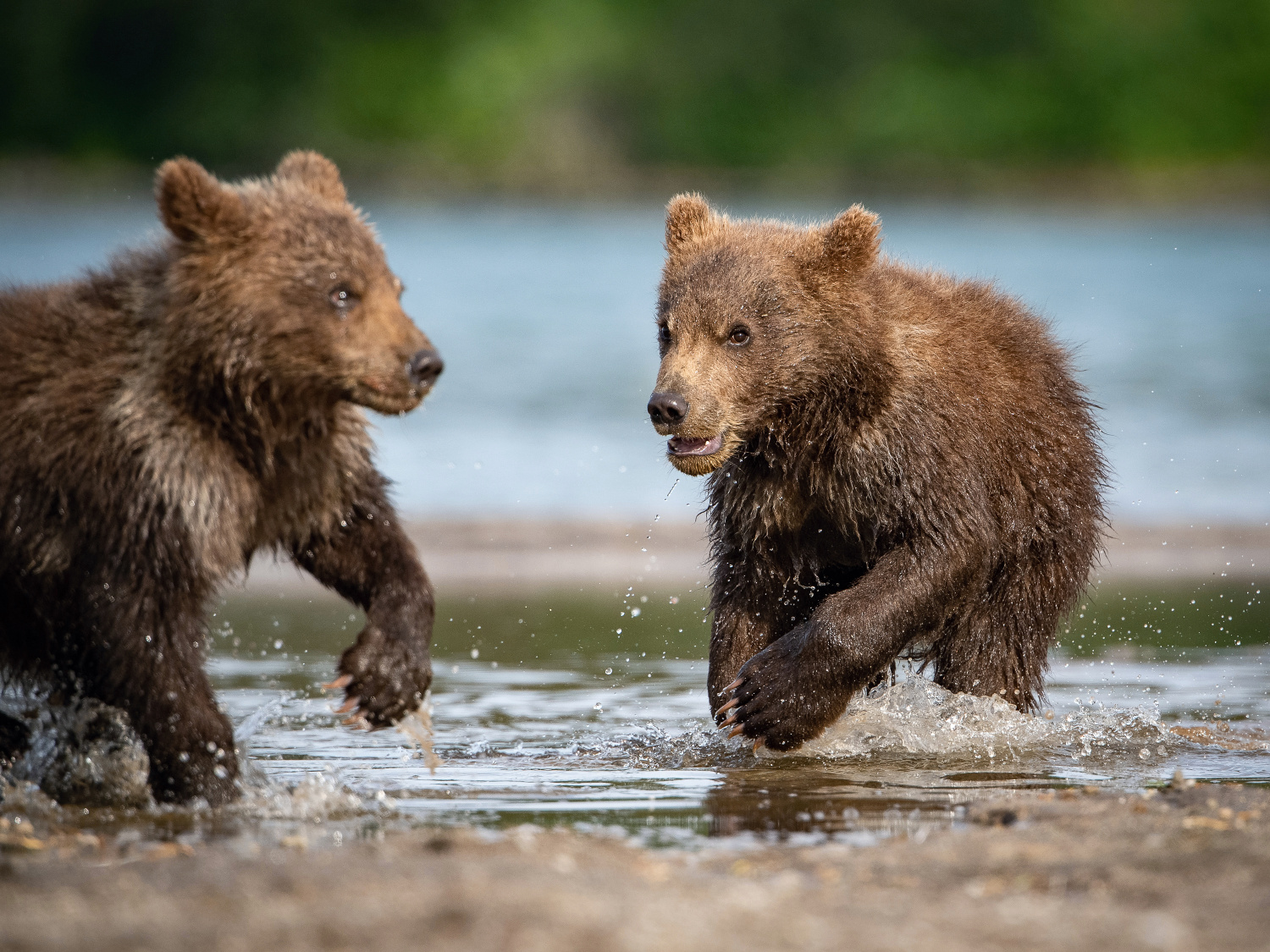 medvěd hnědý kamčatský (Ursus arctos beringianus) Kamchatka brown bear