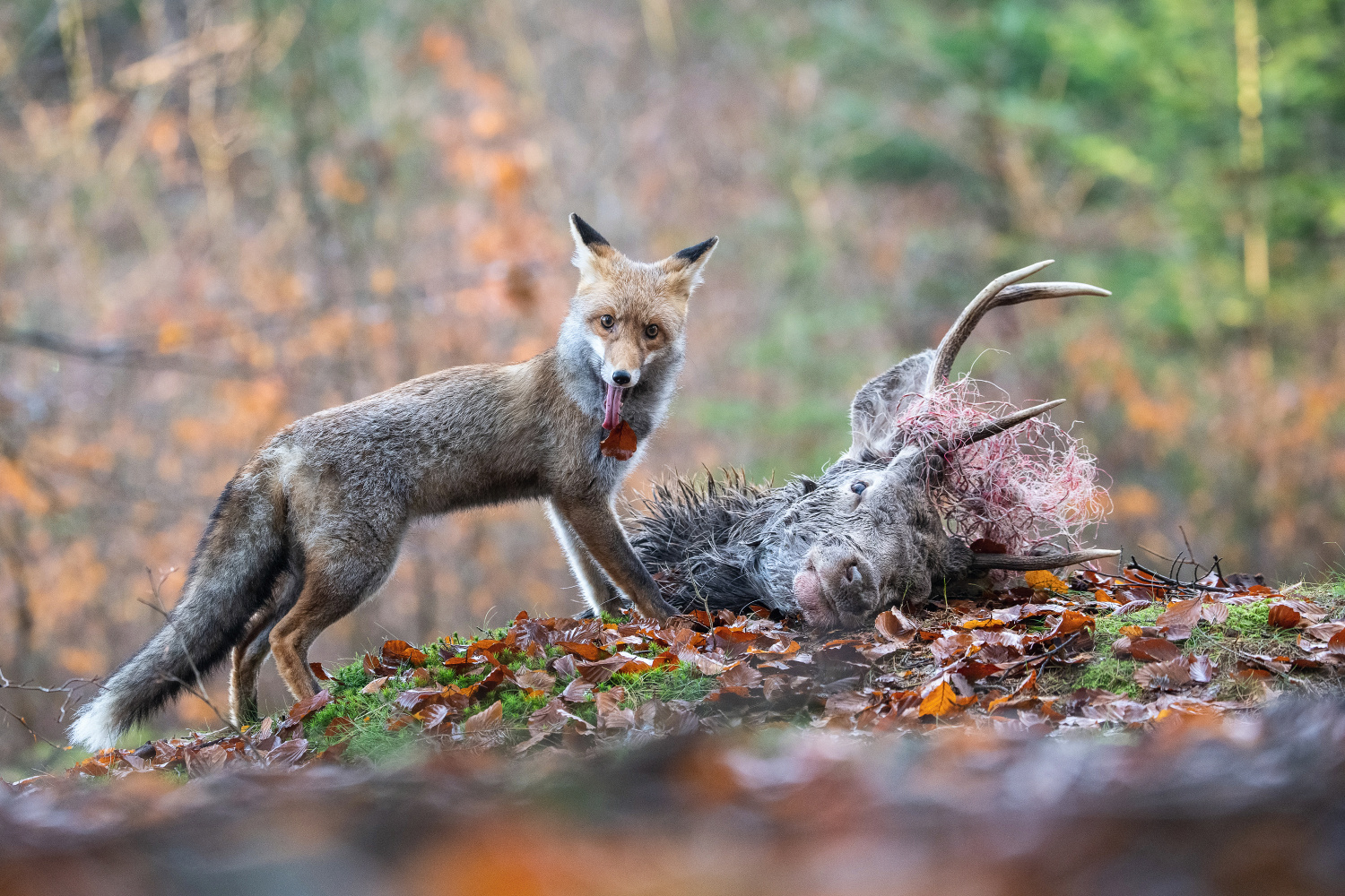 liška obecná (Vulpes vulpes) Red fox