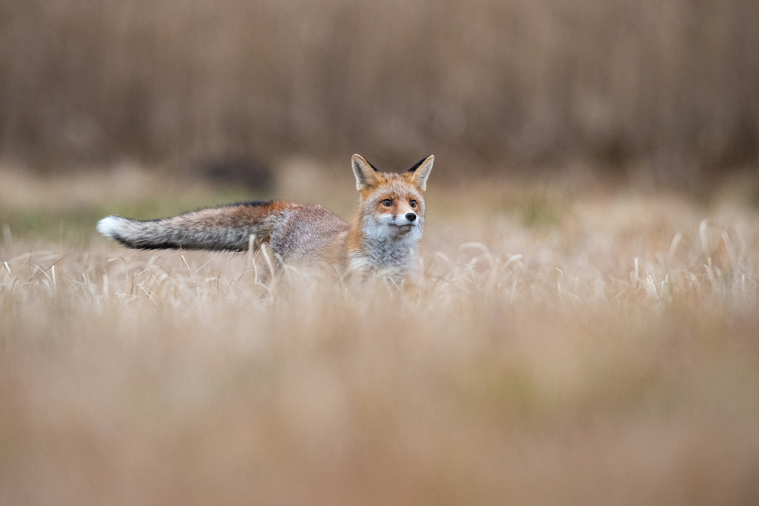 liška obecná (Vulpes vulpes) Red fox