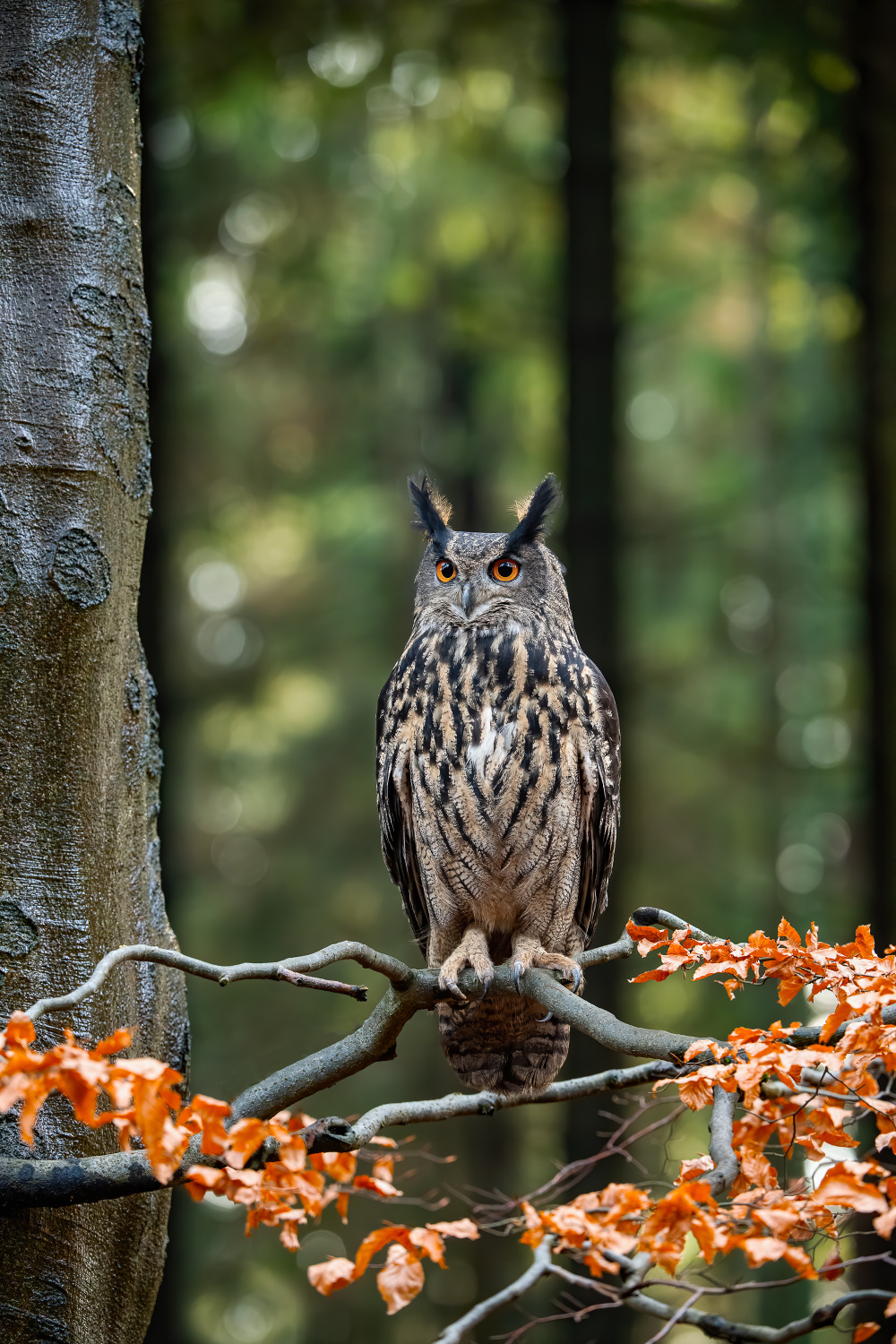 výr velký (Bubo bubo) Eurasian eagle-owl