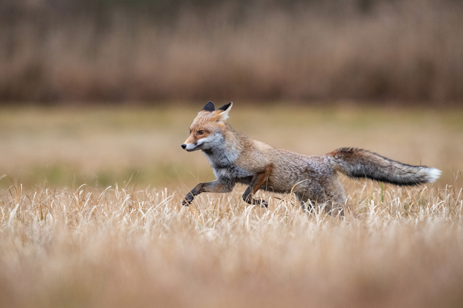 liška obecná (Vulpes vulpes) Red fox