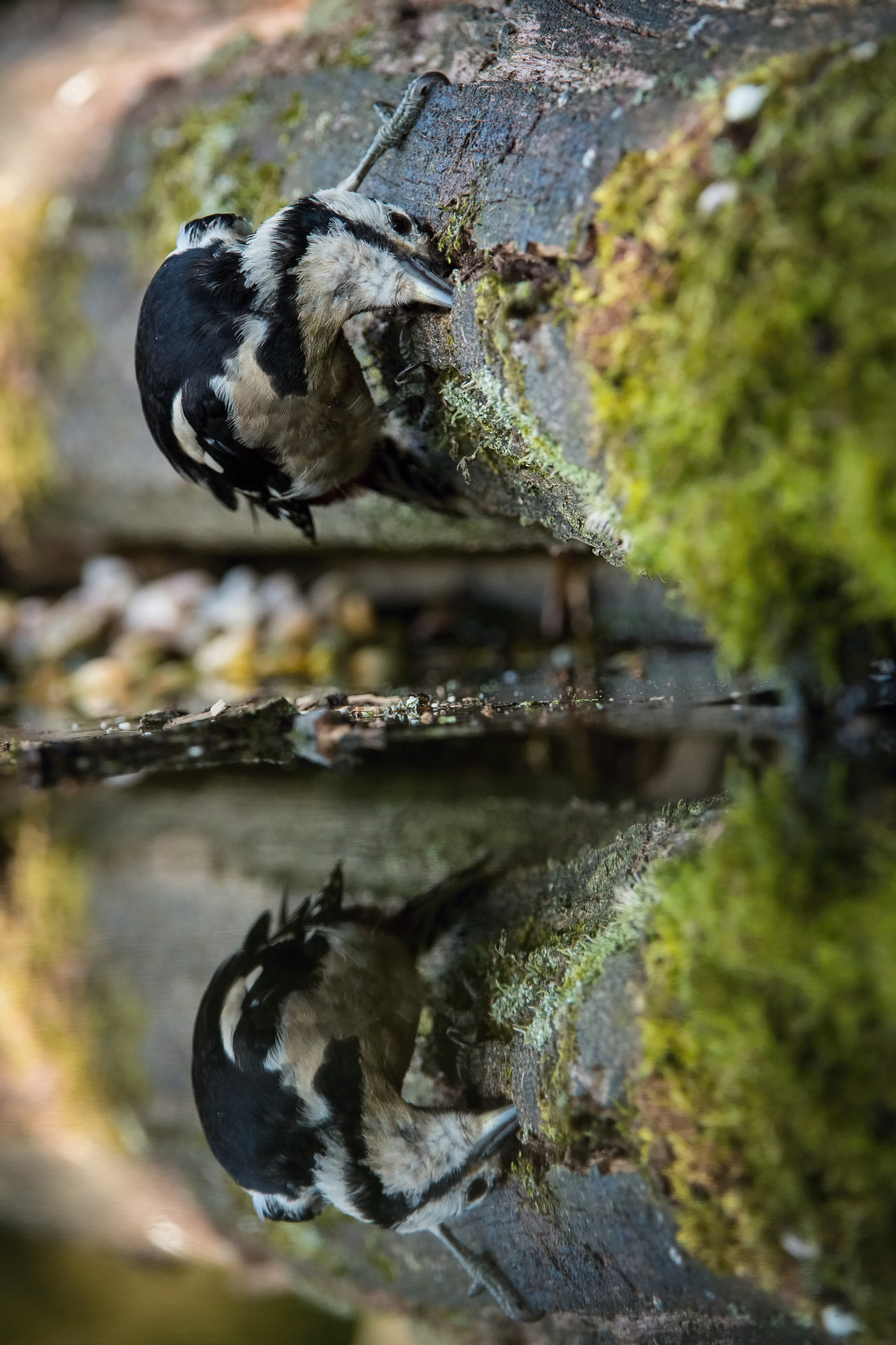 strakapoud velký (Dendrocopos major) Great spotted woodpecker