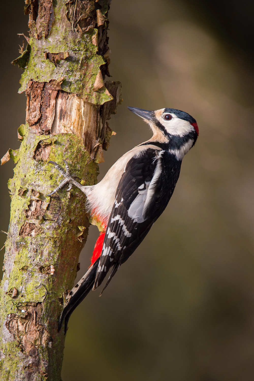 strakapoud velký (Dendrocopos major) Great spotted woodpecker