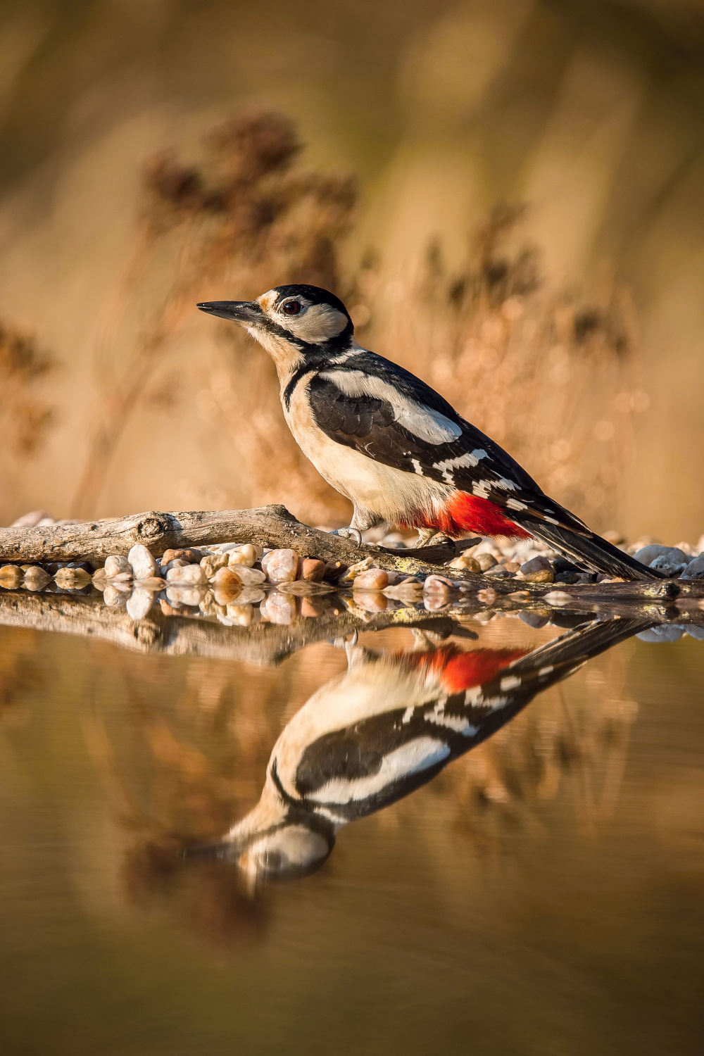 strakapoud velký (Dendrocopos major) Great spotted woodpecker