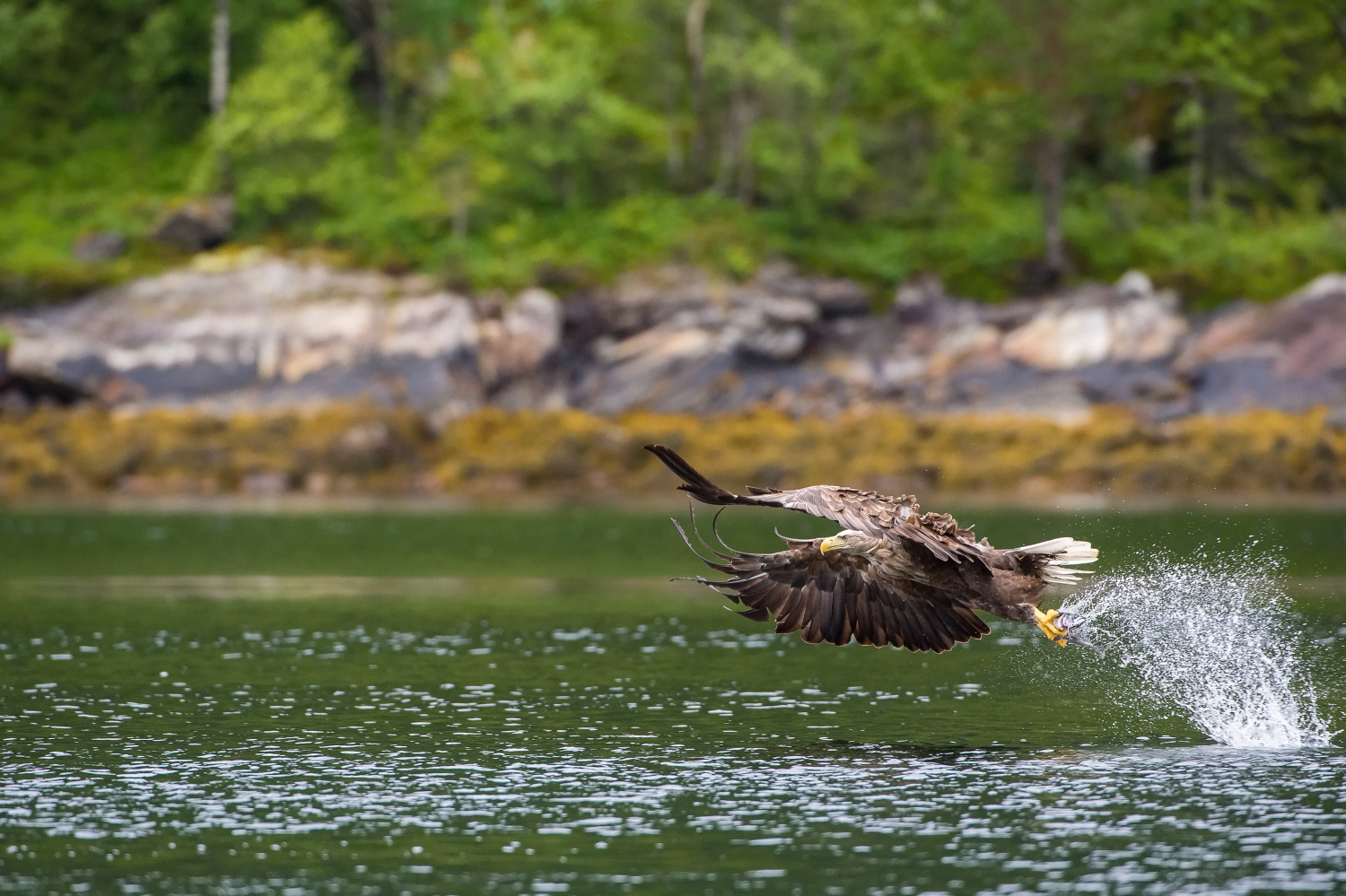 orel mořský (Haliaeetus albicilla) White-tailed eagle