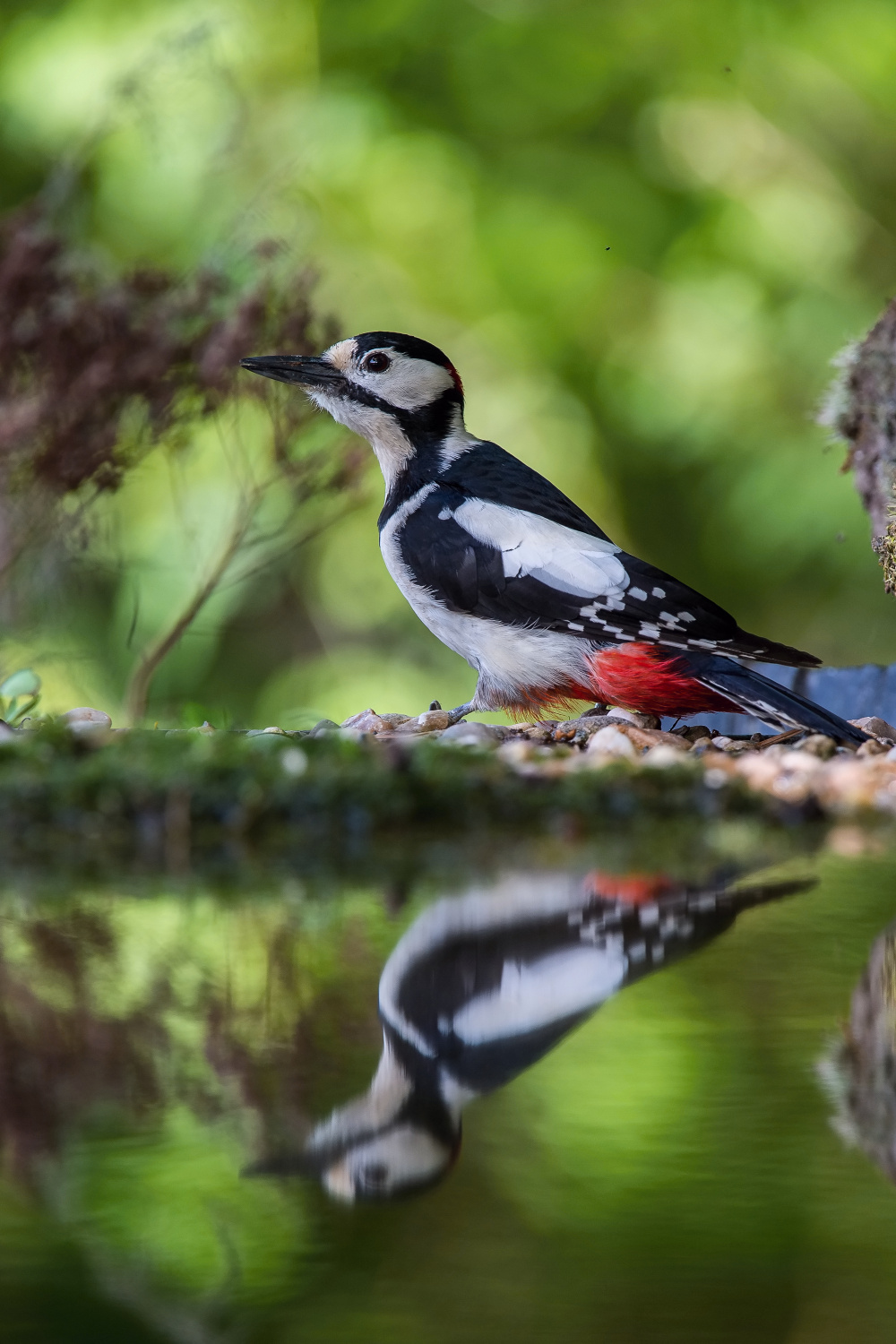 strakapoud velký (Dendrocopos major) Great spotted woodpecker