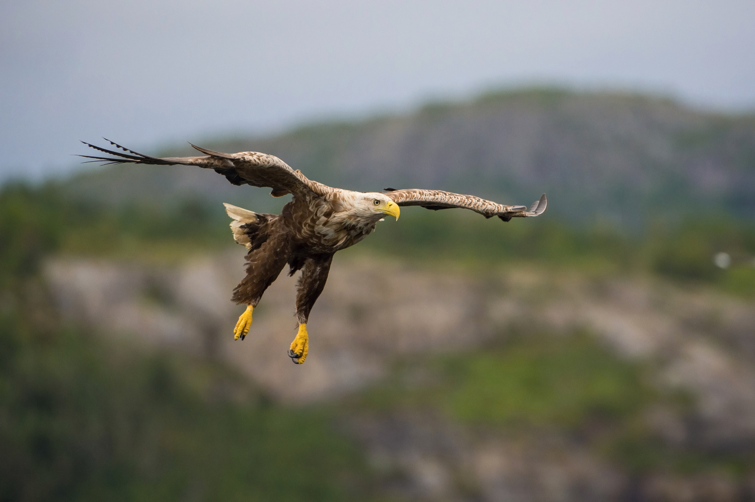 orel mořský (Haliaeetus albicilla) White-tailed eagle