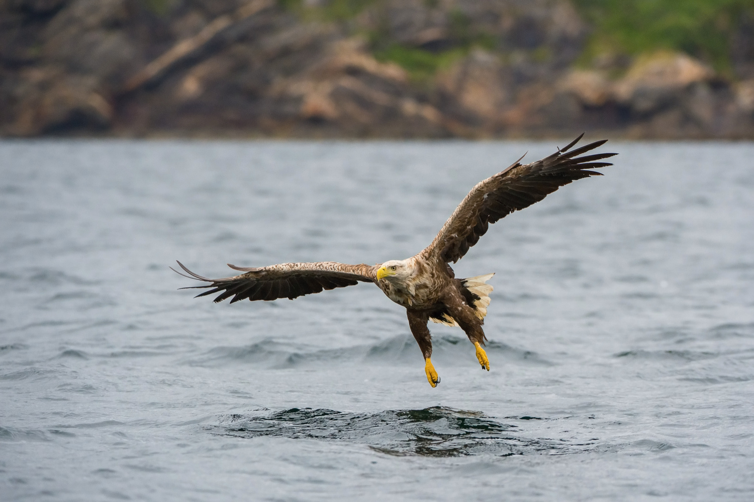 orel mořský (Haliaeetus albicilla) White-tailed eagle