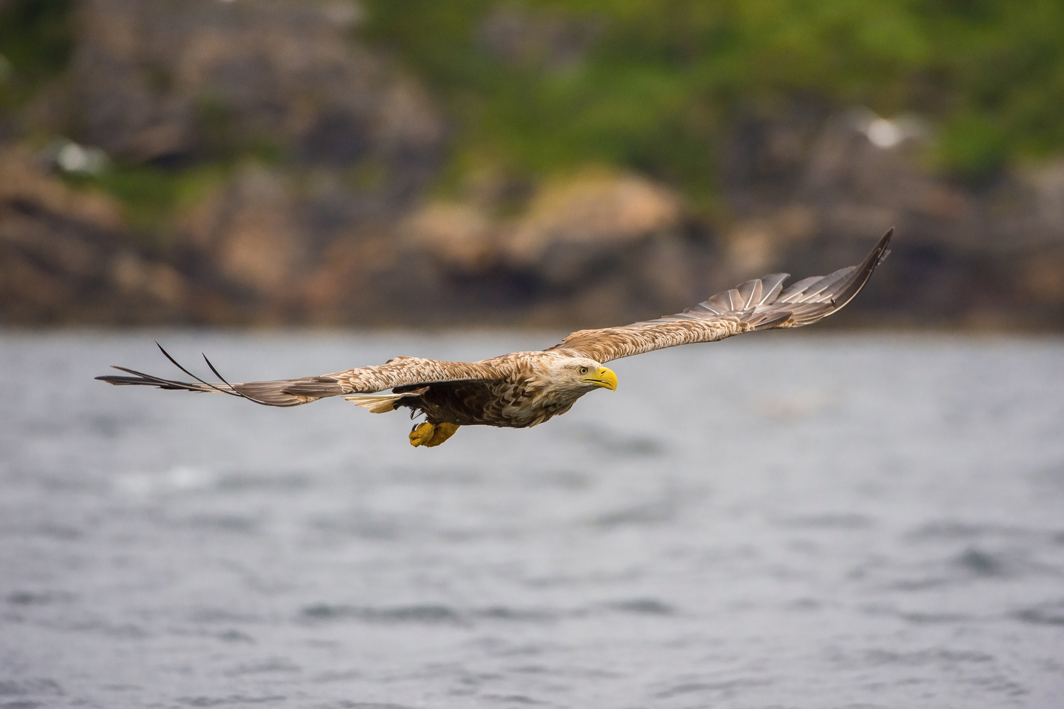 orel mořský (Haliaeetus albicilla) White-tailed eagle