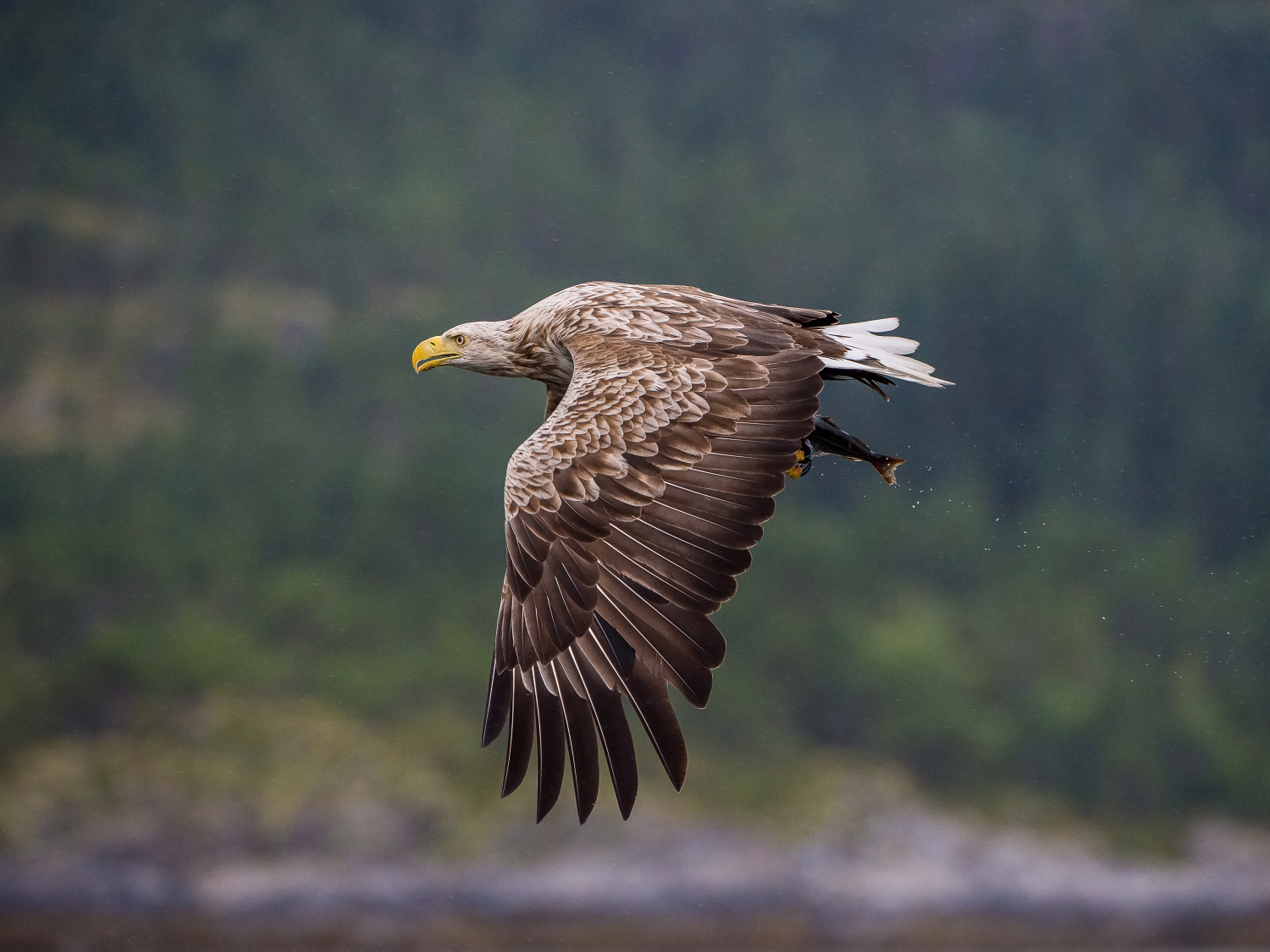 orel mořský (Haliaeetus albicilla) White-tailed eagle