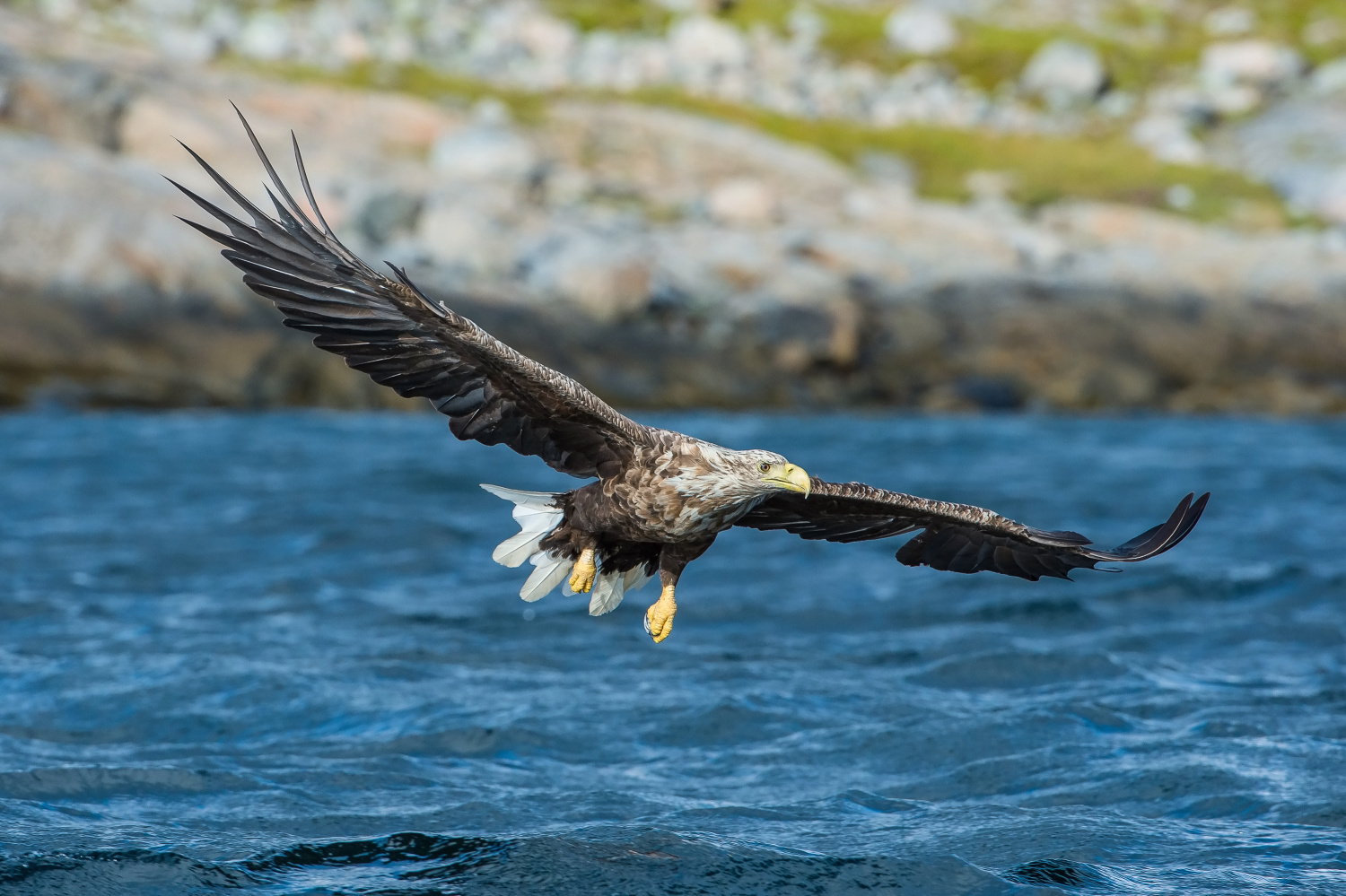 orel mořský (Haliaeetus albicilla) White-tailed eagle