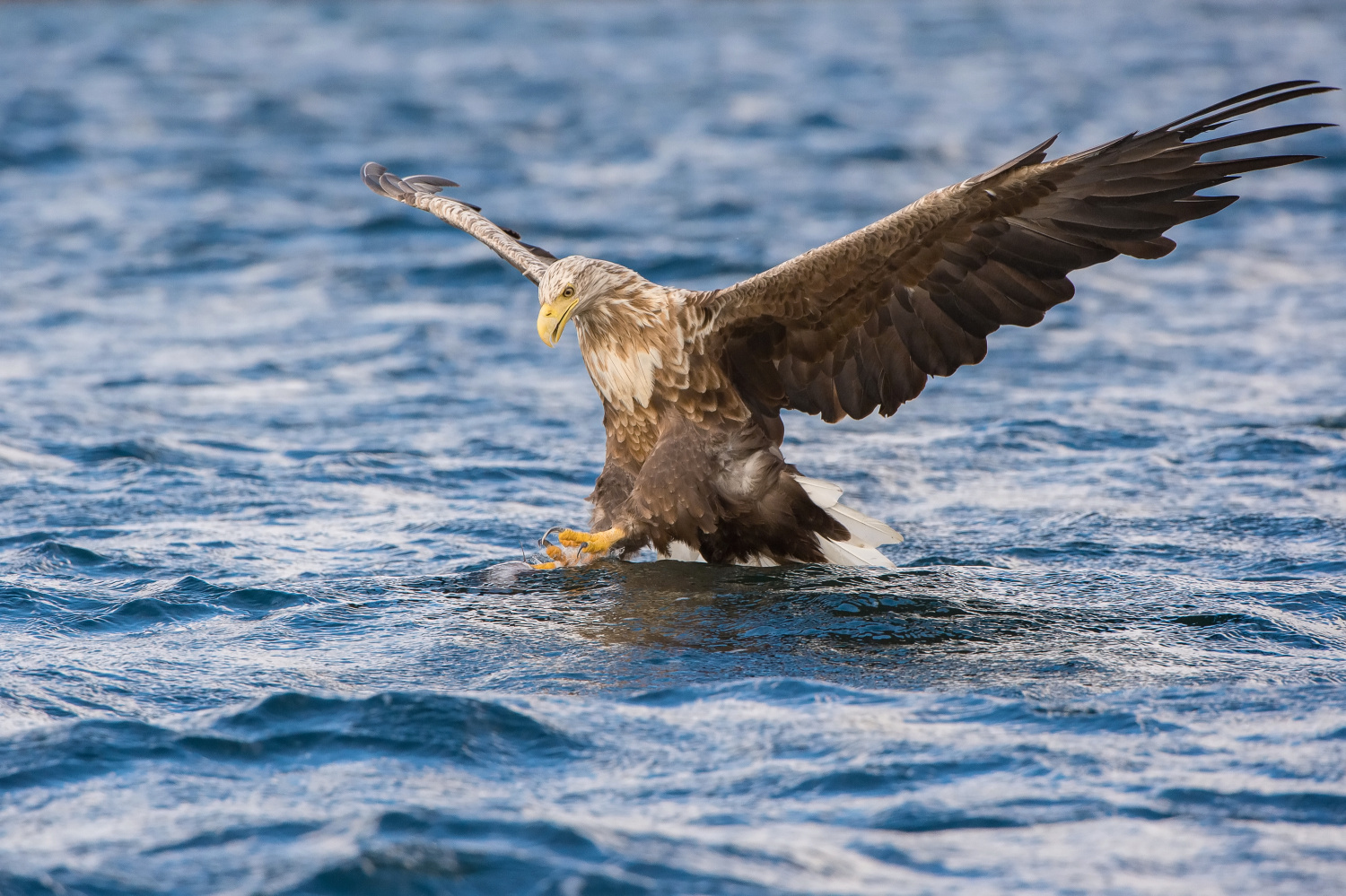 orel mořský (Haliaeetus albicilla) White-tailed eagle