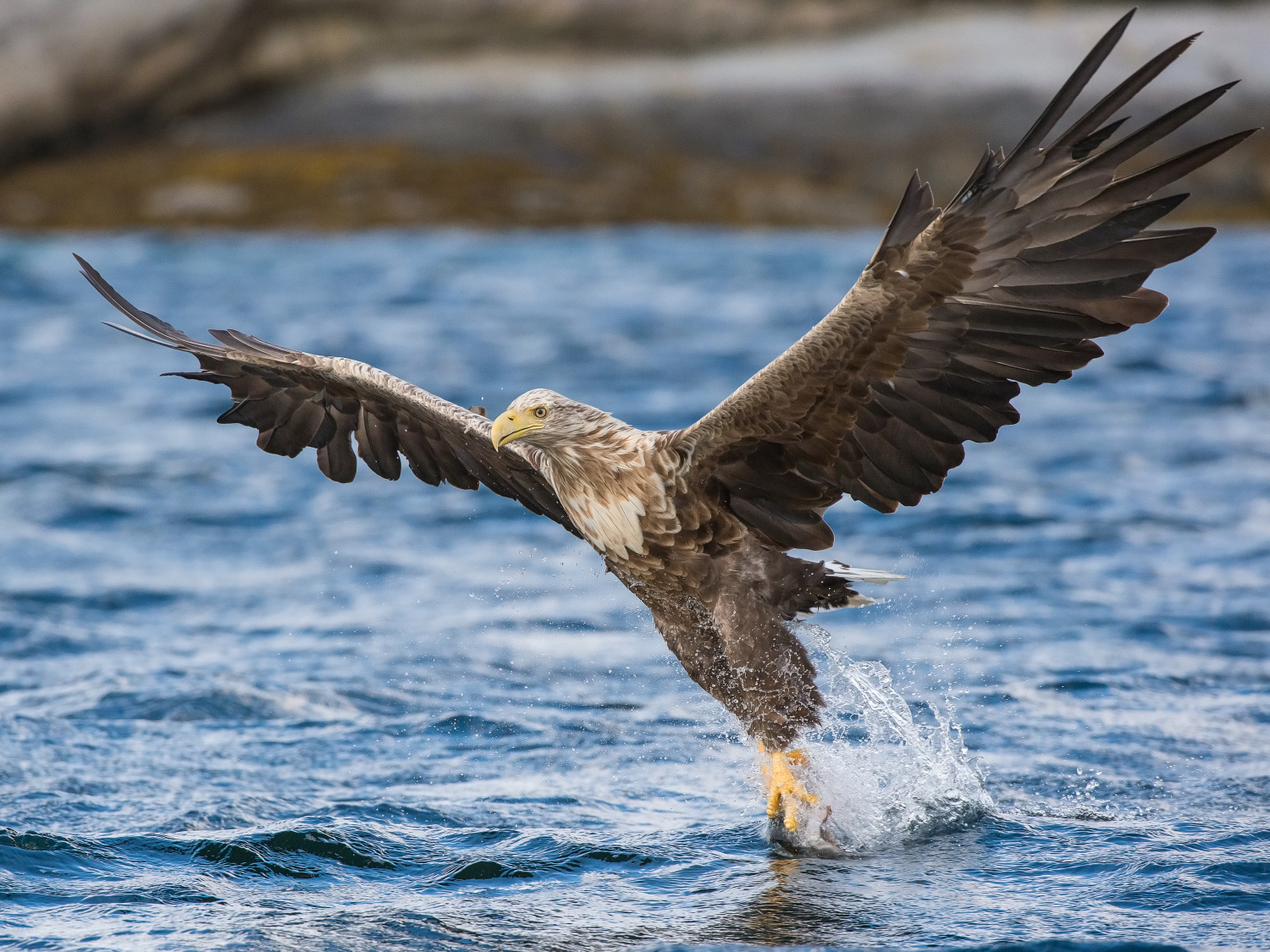 orel mořský (Haliaeetus albicilla) White-tailed eagle