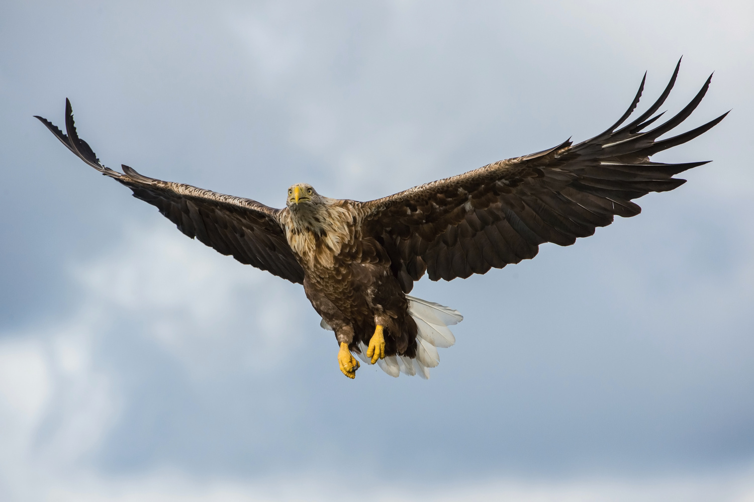 orel mořský (Haliaeetus albicilla) White-tailed eagle