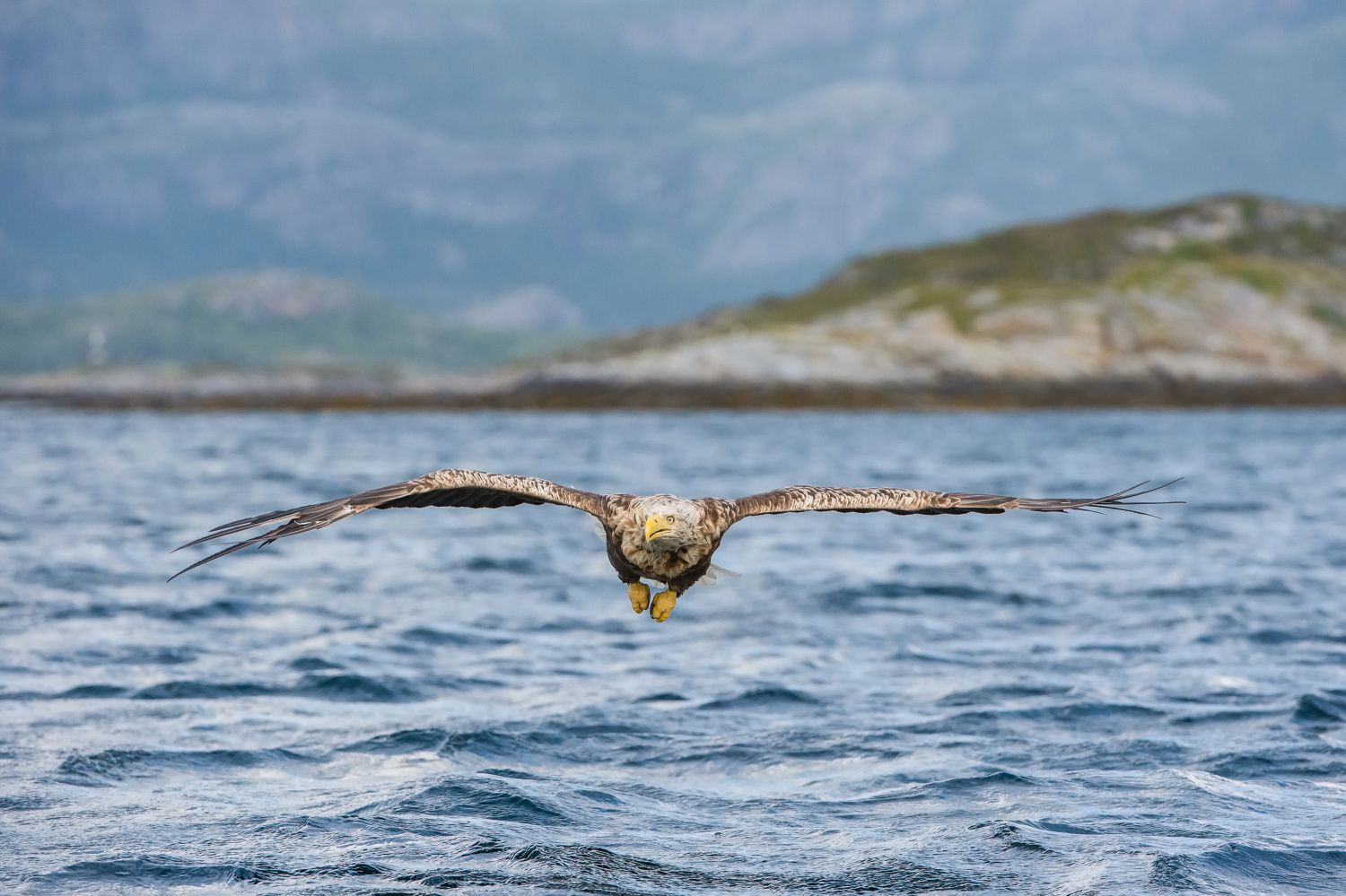 orel mořský (Haliaeetus albicilla) White-tailed eagle