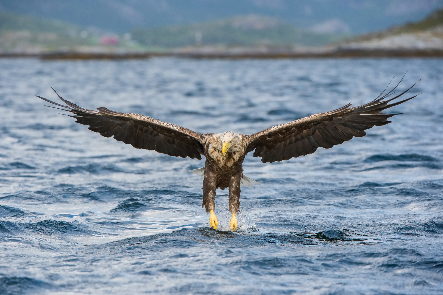 orel mořský (Haliaeetus albicilla) White-tailed eagle