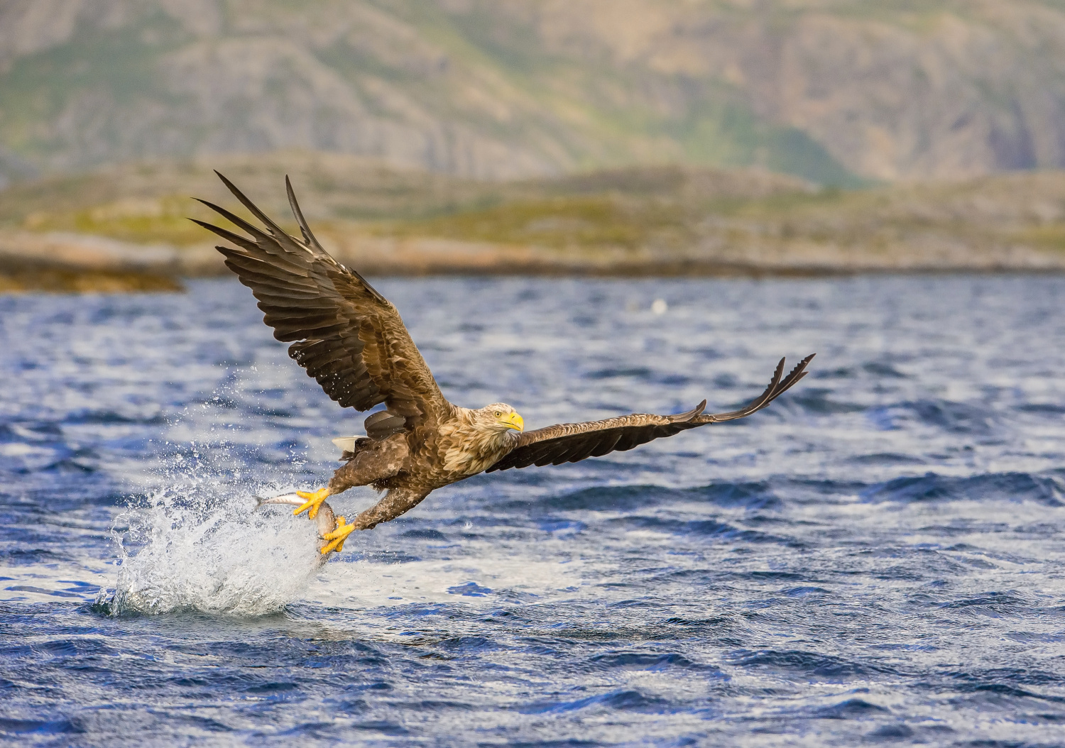 orel mořský (Haliaeetus albicilla) White-tailed eagle