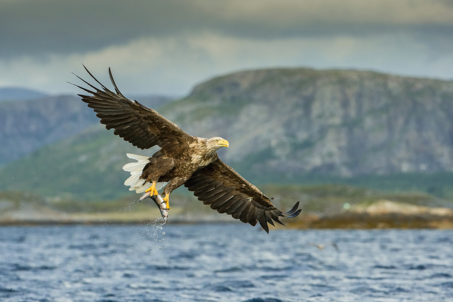 orel mořský (Haliaeetus albicilla) White-tailed eagle