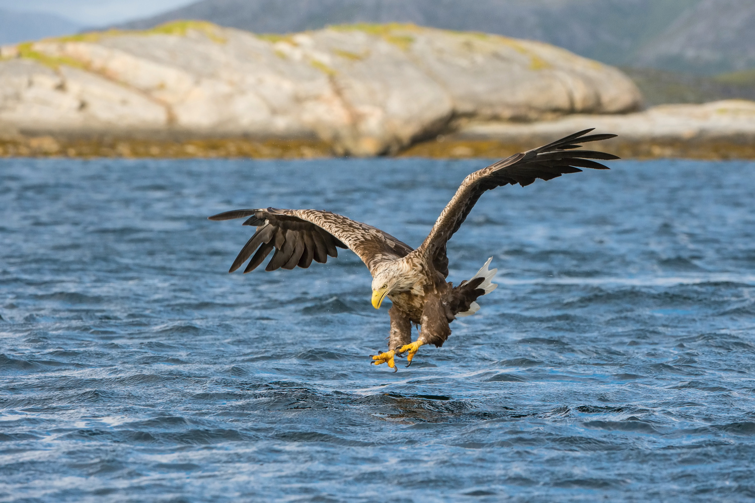 orel mořský (Haliaeetus albicilla) White-tailed eagle