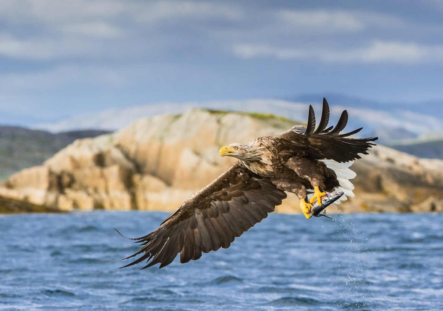 orel mořský (Haliaeetus albicilla) White-tailed eagle