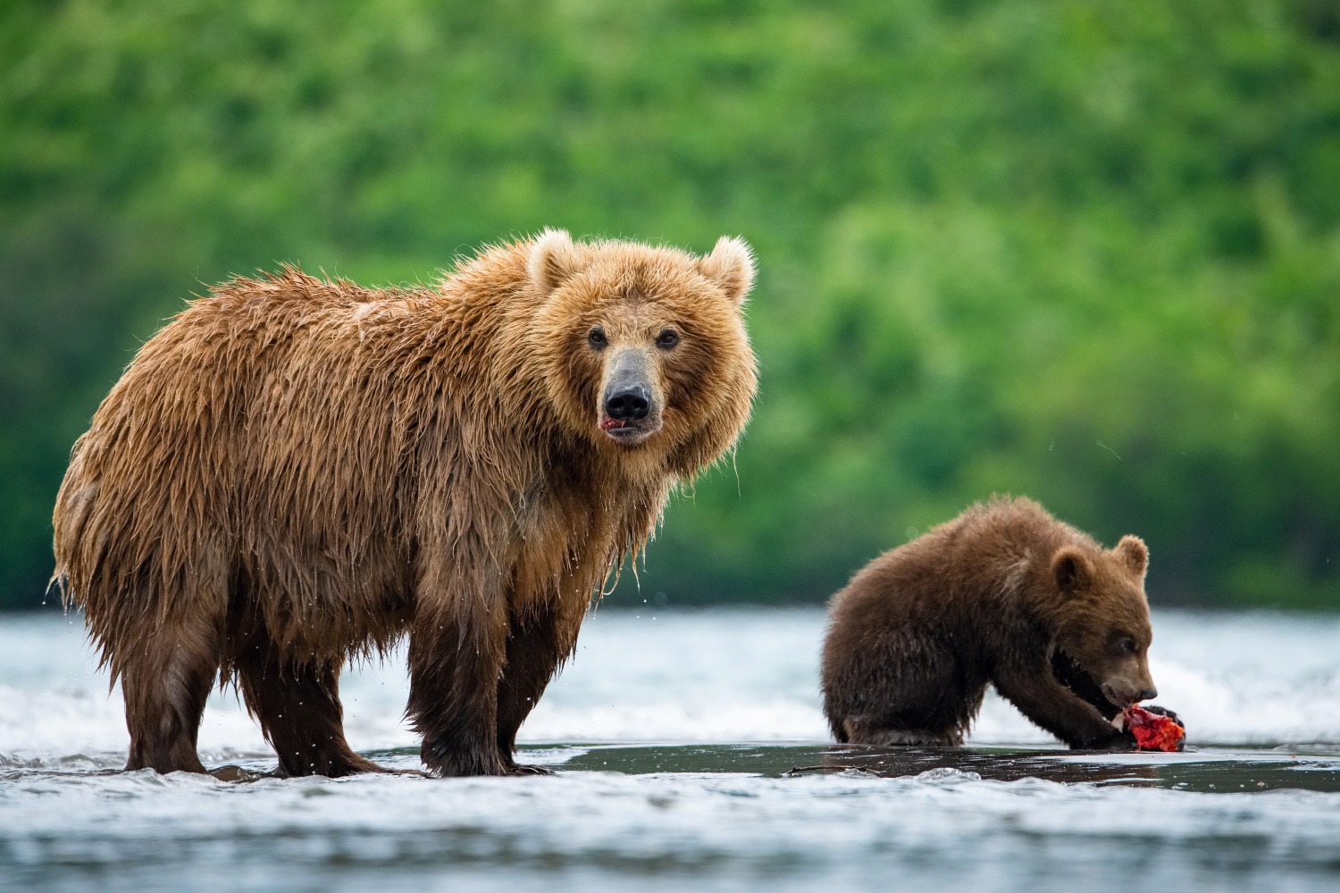 medvěd hnědý kamčatský (Ursus arctos beringianus) Kamchatka brown bear