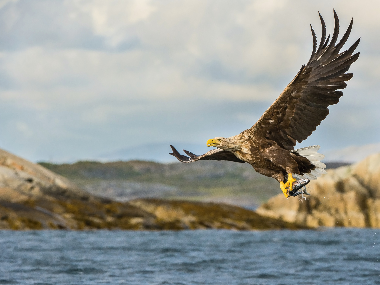 orel mořský (Haliaeetus albicilla) White-tailed eagle