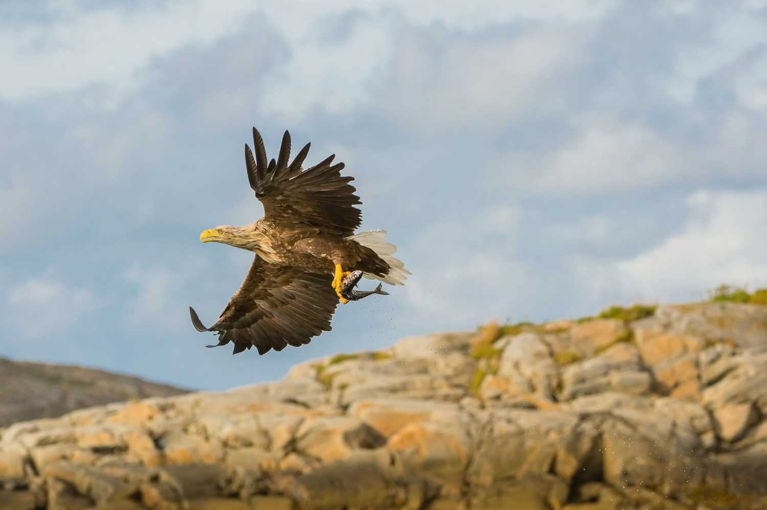 orel mořský (Haliaeetus albicilla) White-tailed eagle