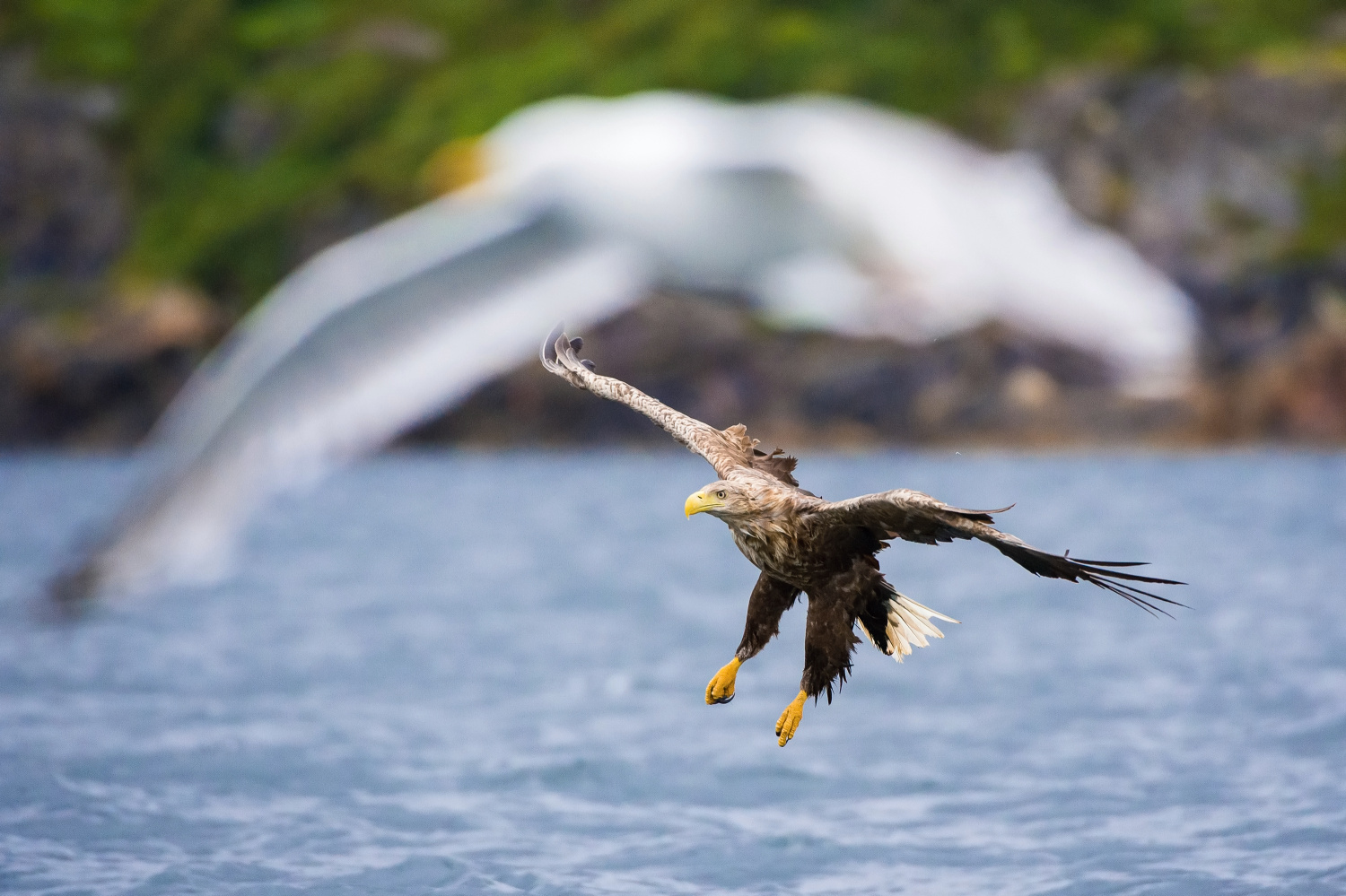 orel mořský (Haliaeetus albicilla) White-tailed eagle