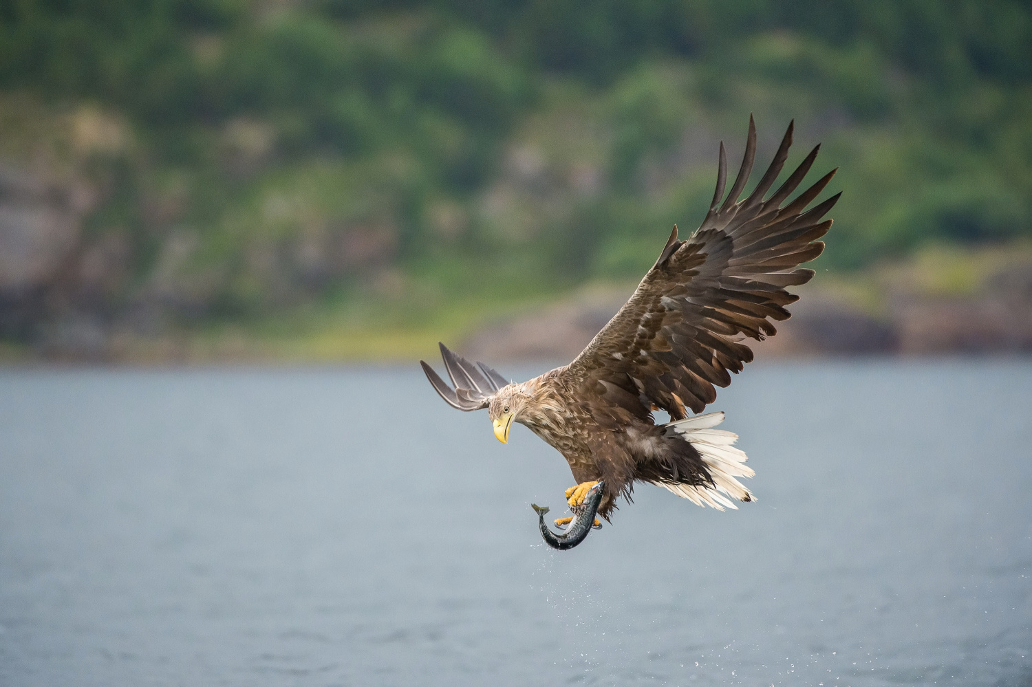 orel mořský (Haliaeetus albicilla) White-tailed eagle