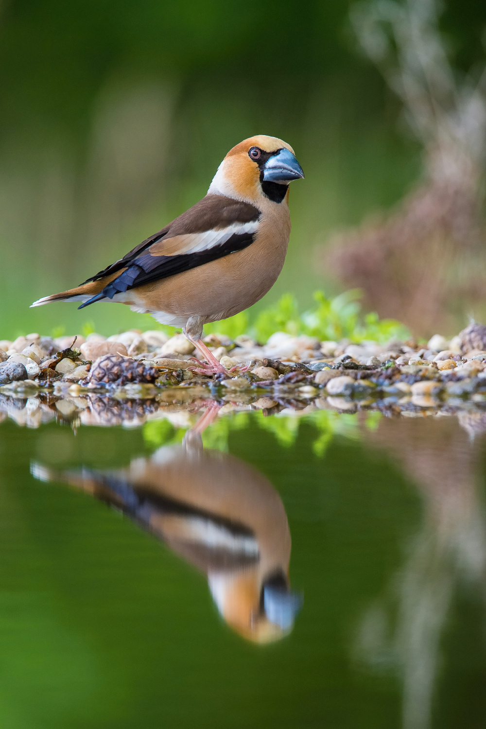 dlask tlustozobý (Coccothraustes coccothraustes) Hawfinch