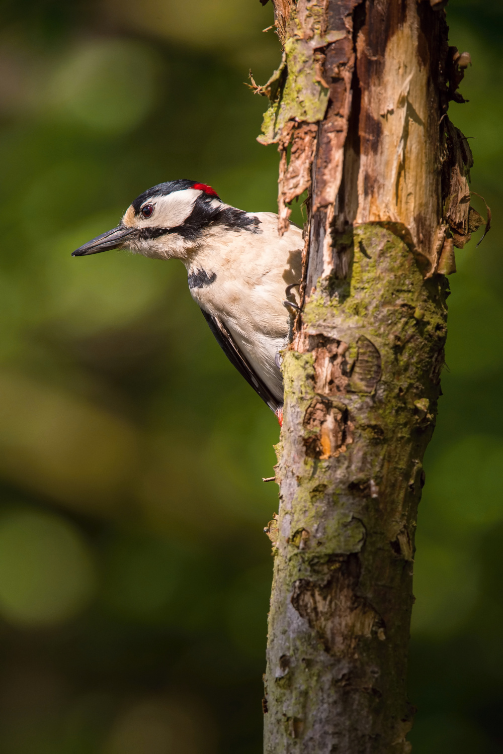 strakapoud velký (Dendrocopos major) Great spotted woodpecker