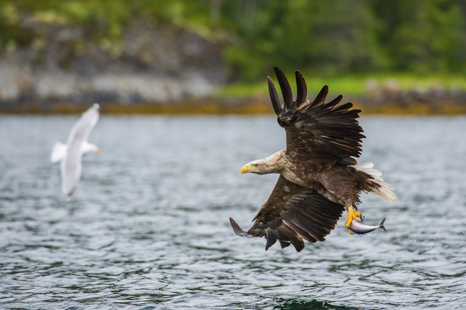 orel mořský (Haliaeetus albicilla) White-tailed eagle