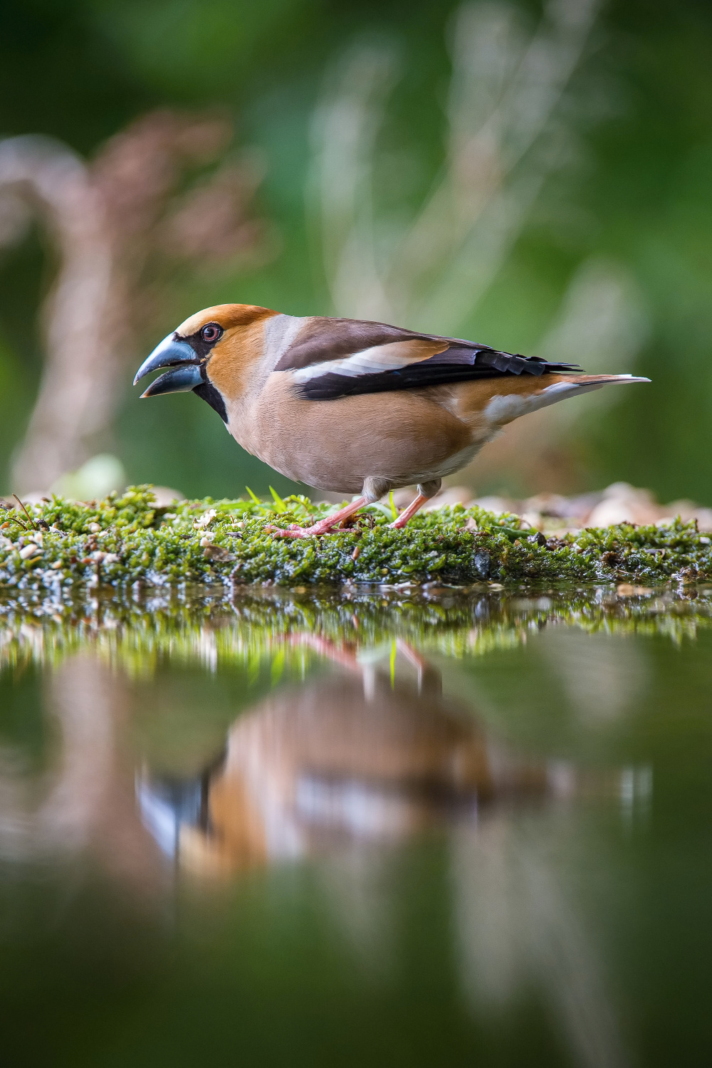 dlask tlustozobý (Coccothraustes coccothraustes) Hawfinch