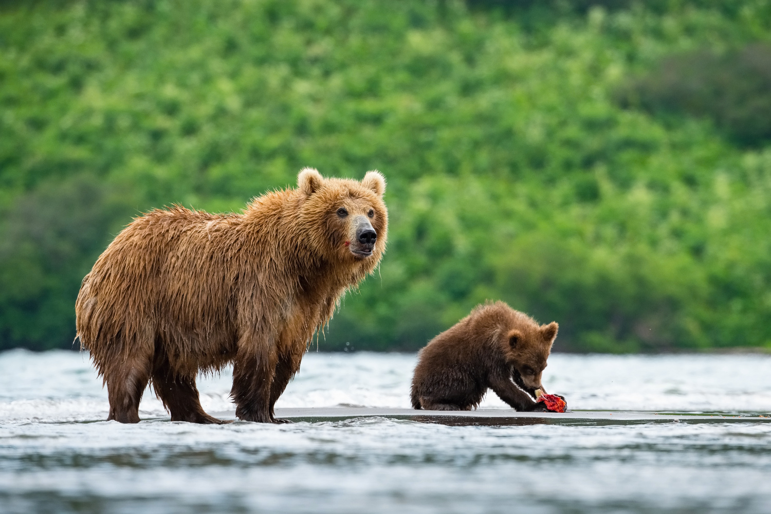 medvěd hnědý kamčatský (Ursus arctos beringianus) Kamchatka brown bear