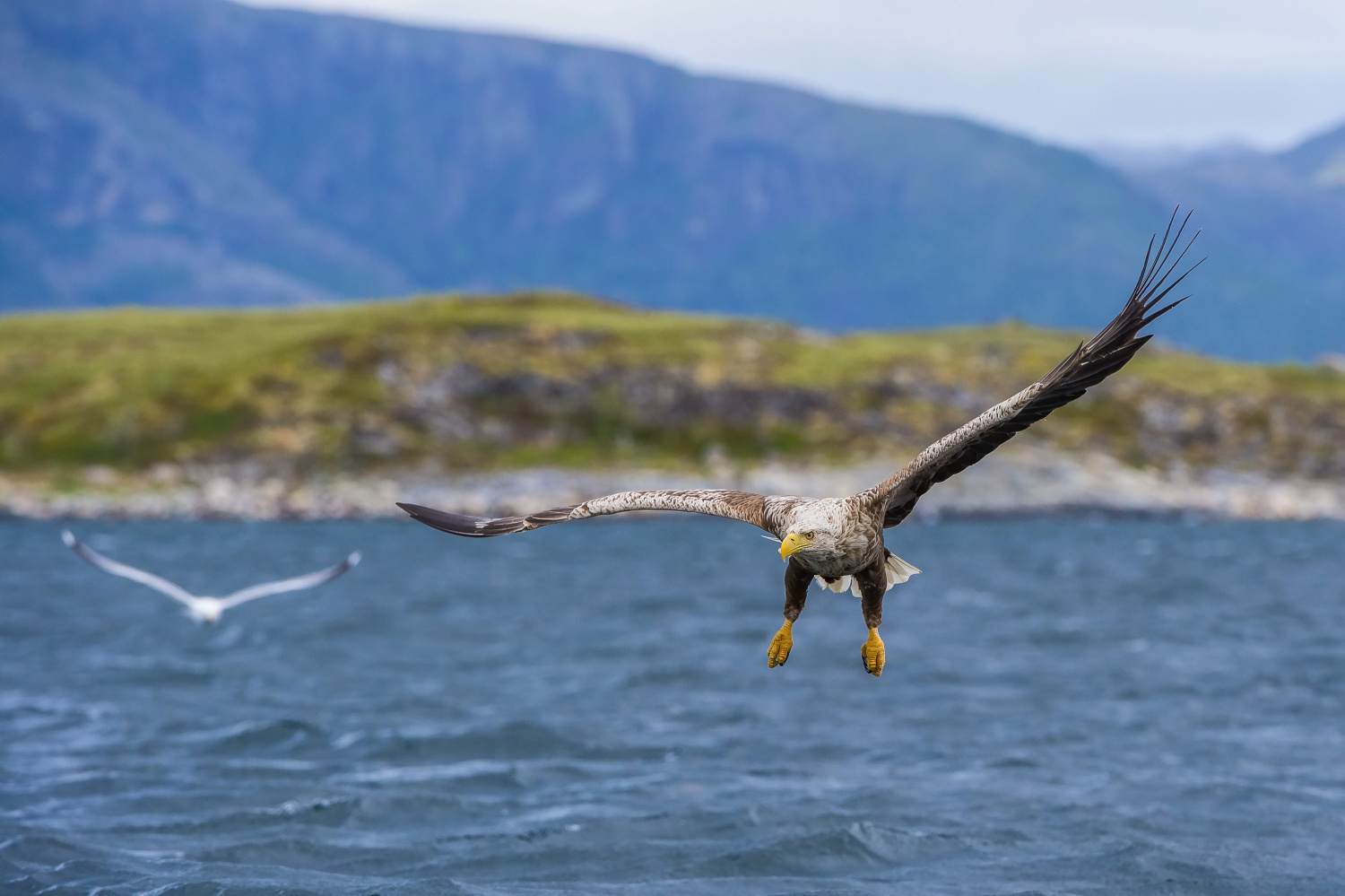 orel mořský (Haliaeetus albicilla) White-tailed eagle