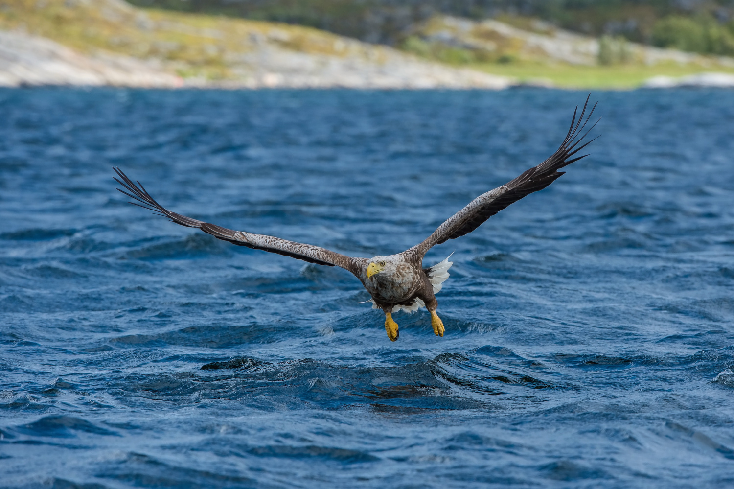 orel mořský (Haliaeetus albicilla) White-tailed eagle