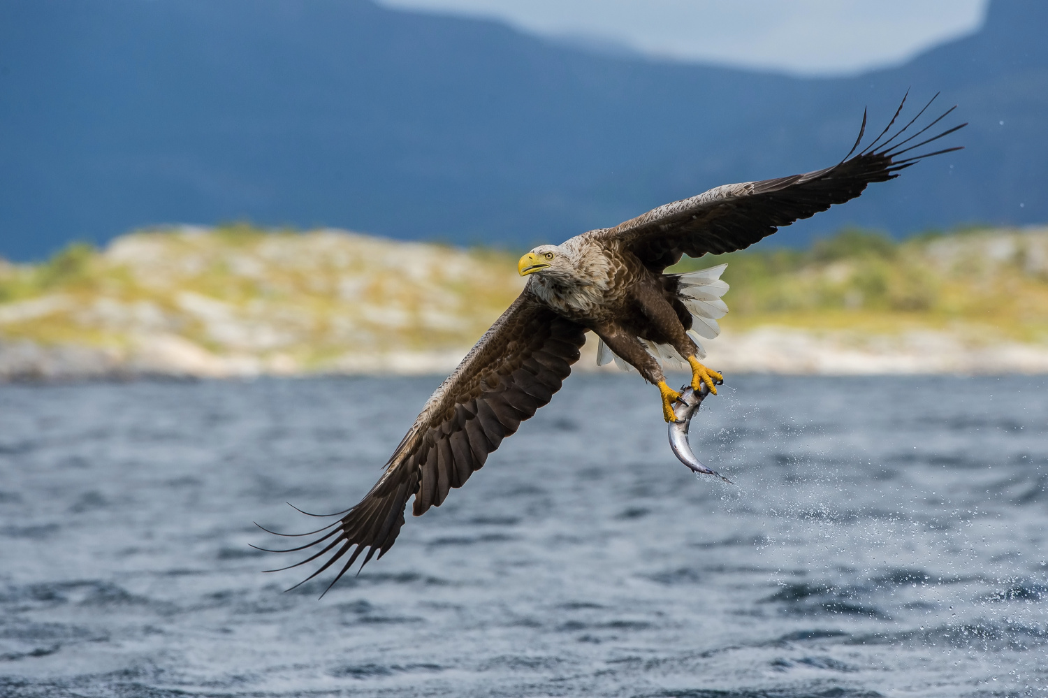 orel mořský (Haliaeetus albicilla) White-tailed eagle