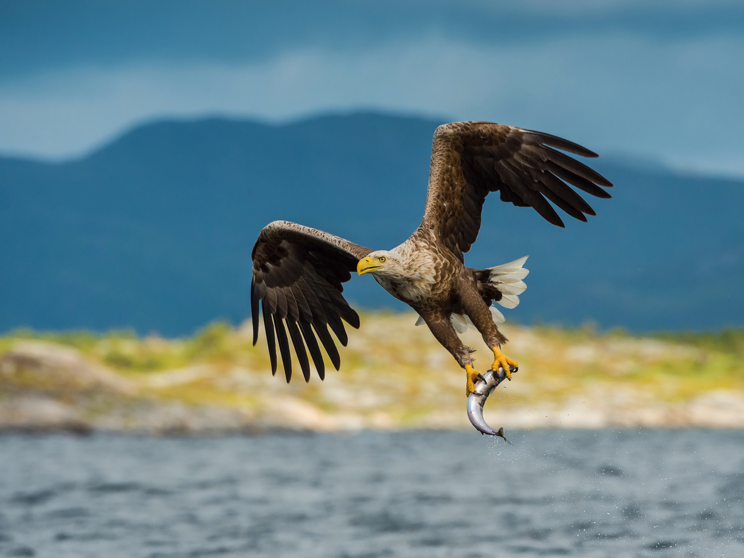 orel mořský (Haliaeetus albicilla) White-tailed eagle