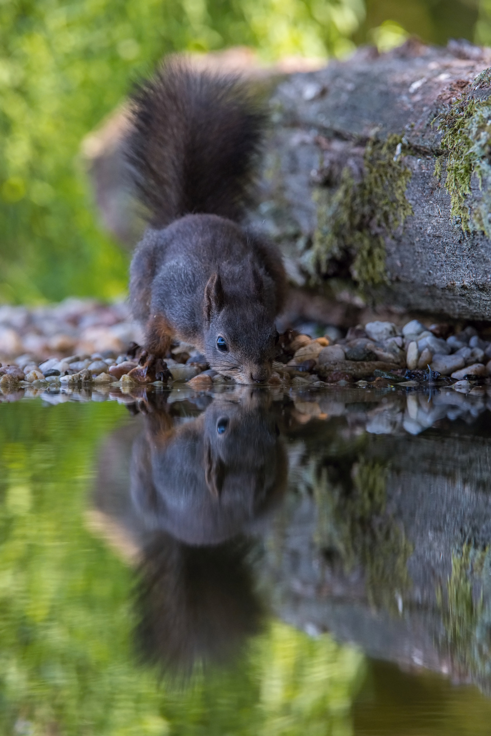 veverka obecná (Sciurus vulgaris) Red squirrel