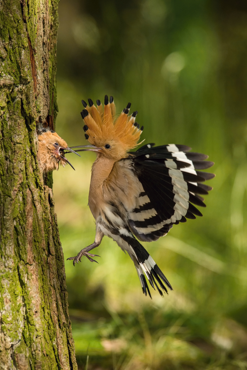 dudek chocholatý (Upupa epops) Eurasian hoopoe