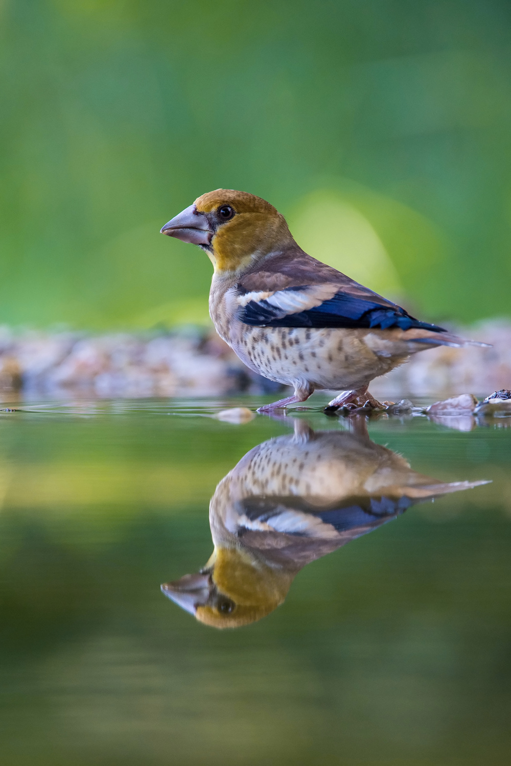 dlask tlustozobý (Coccothraustes coccothraustes) Hawfinch