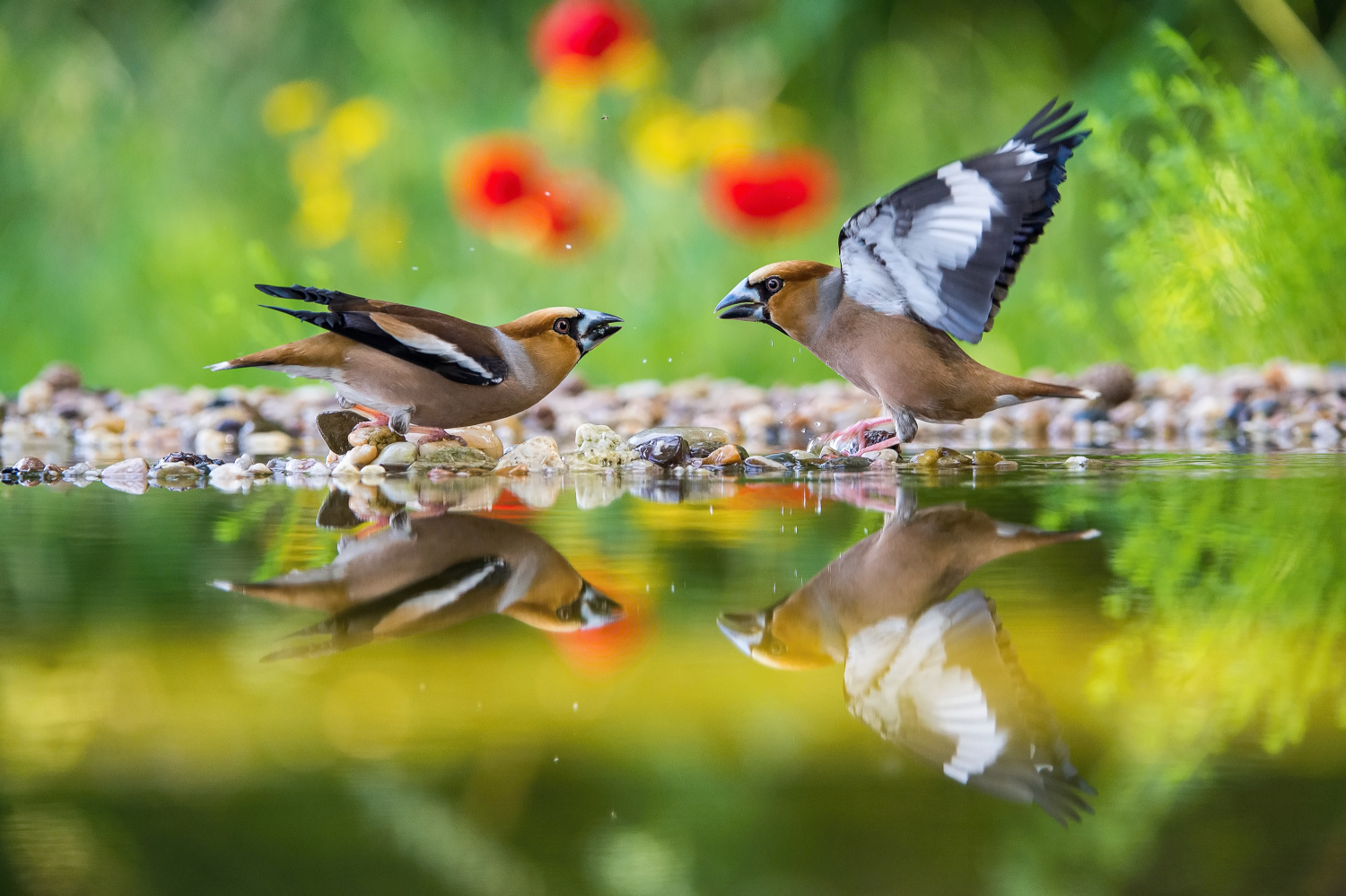 dlask tlustozobý (Coccothraustes coccothraustes) Hawfinch