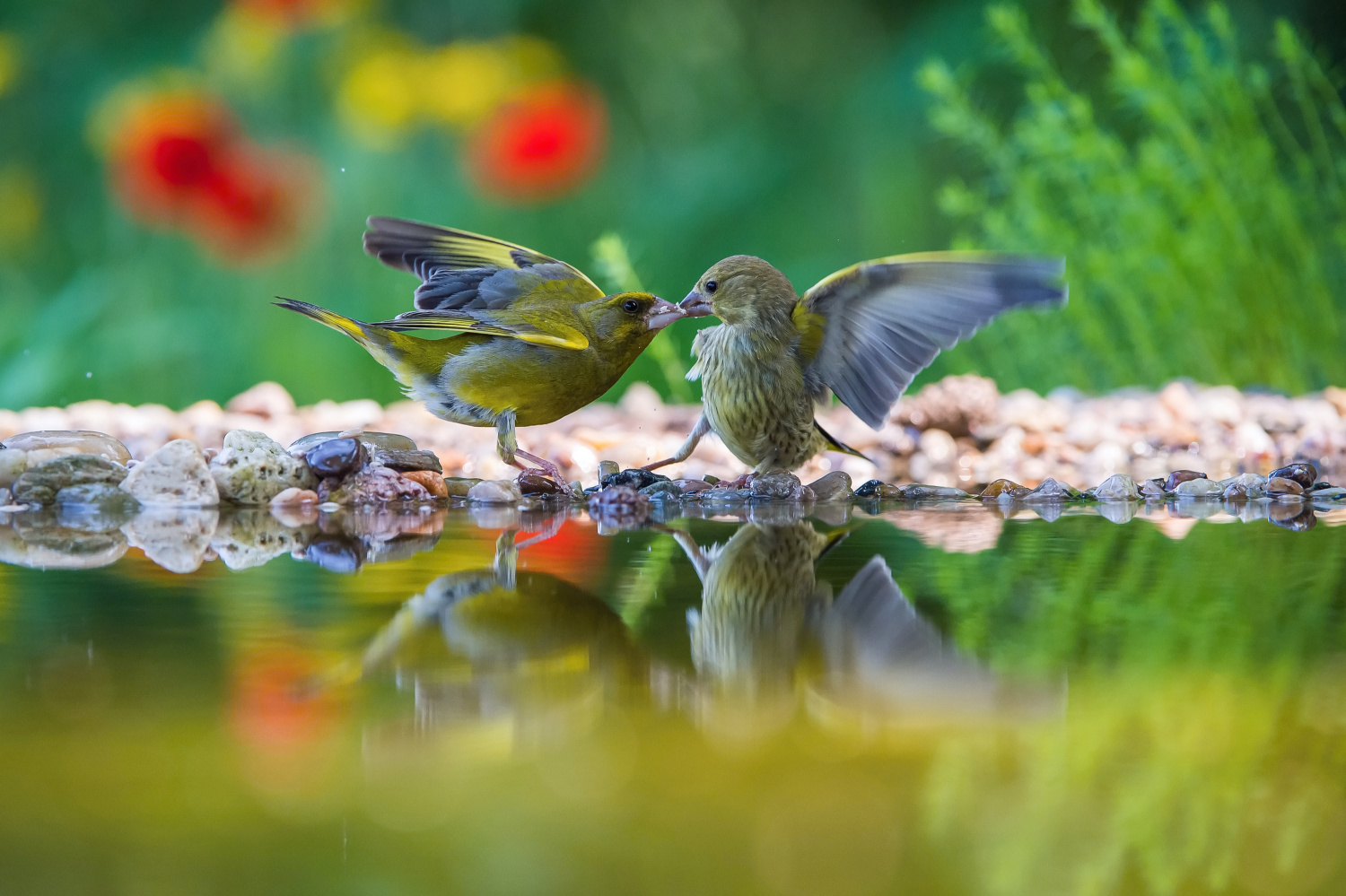 zvonek zelený (Carduelis chloris) European greenfinch