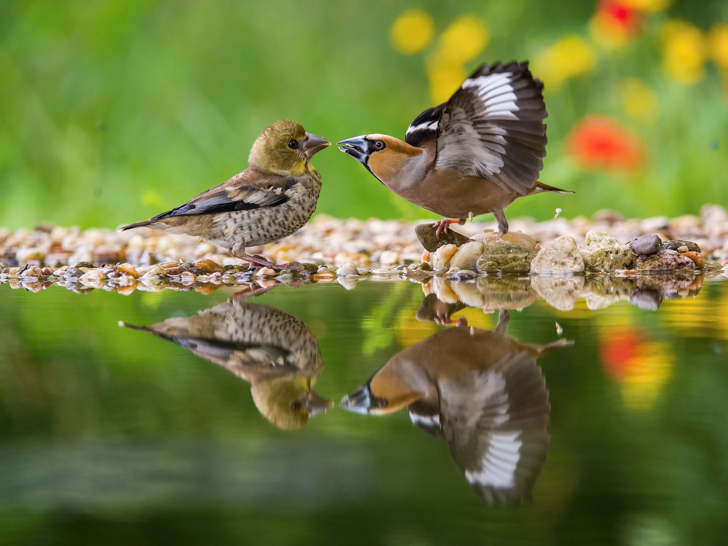 dlask tlustozobý (Coccothraustes coccothraustes) Hawfinch