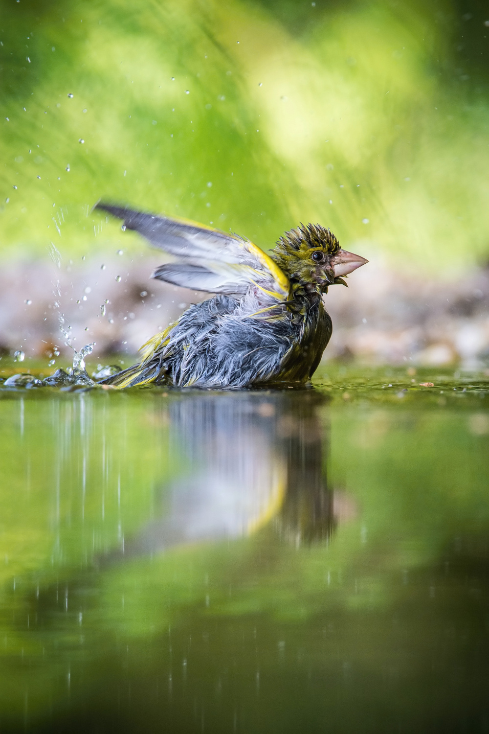 zvonek zelený (Carduelis chloris) European greenfinch