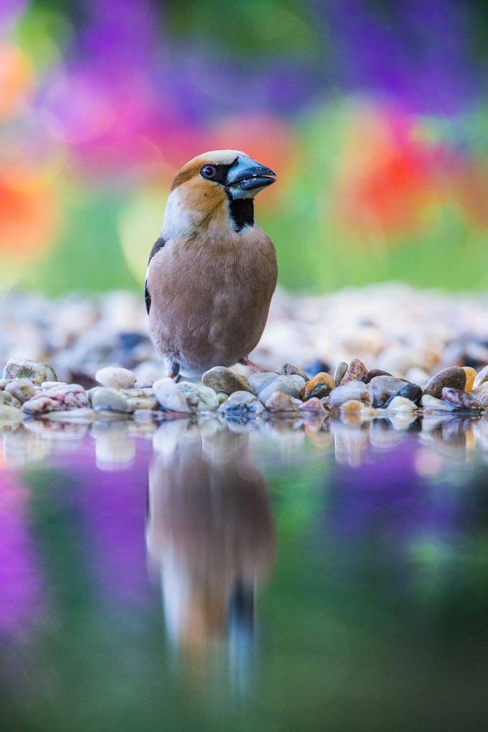 dlask tlustozobý (Coccothraustes coccothraustes) Hawfinch